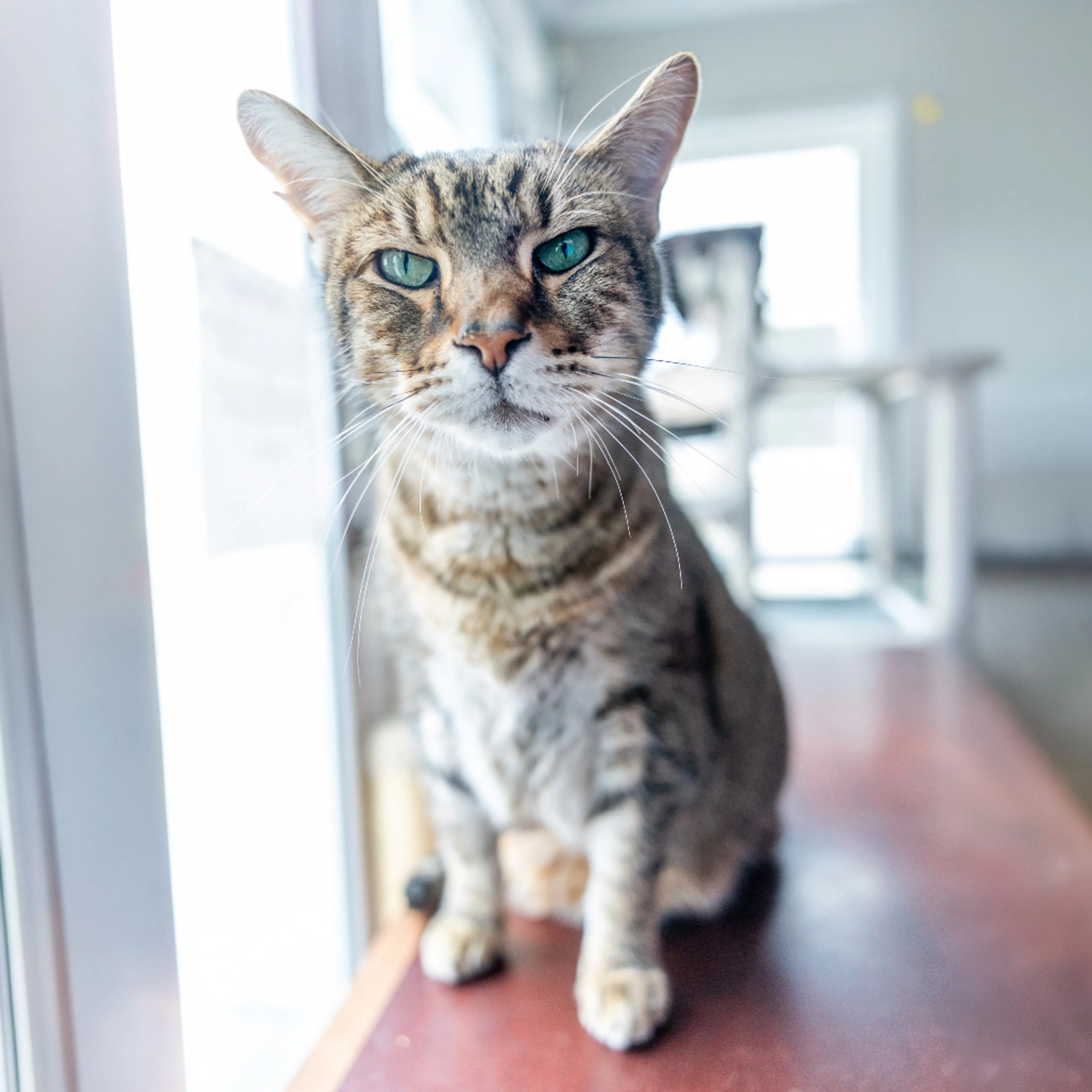 Found pet-5