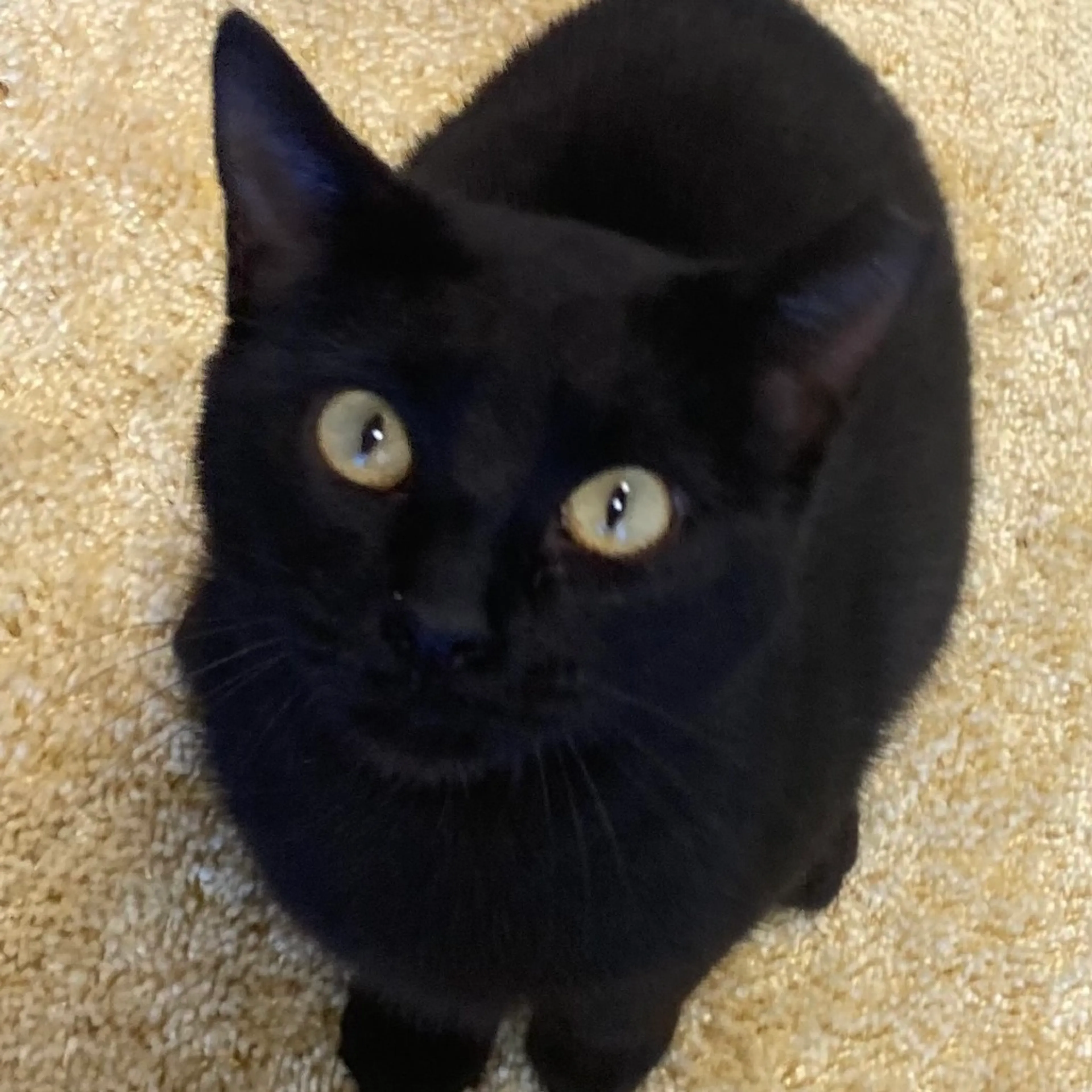 Found pet-1