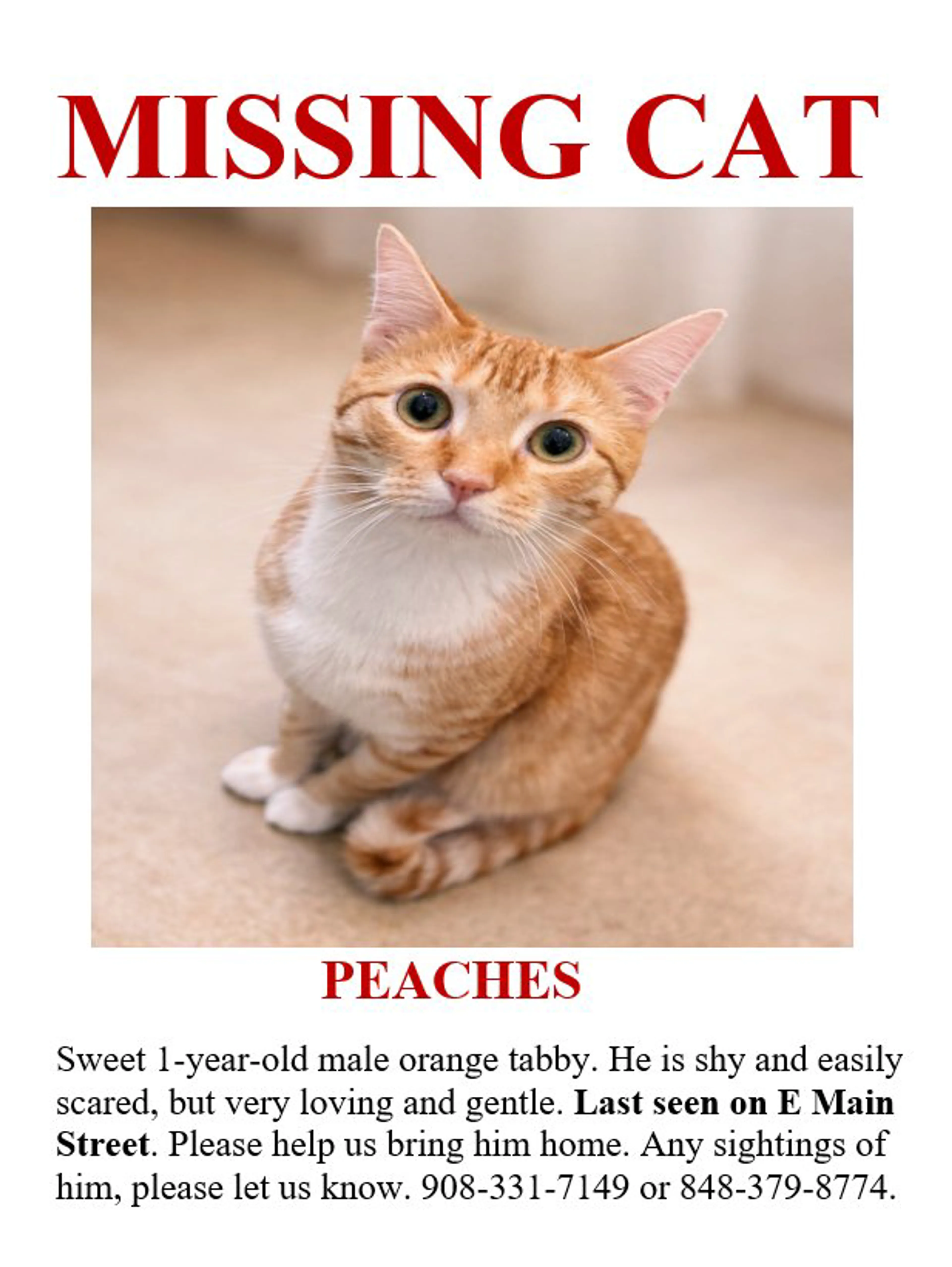 Lost pet