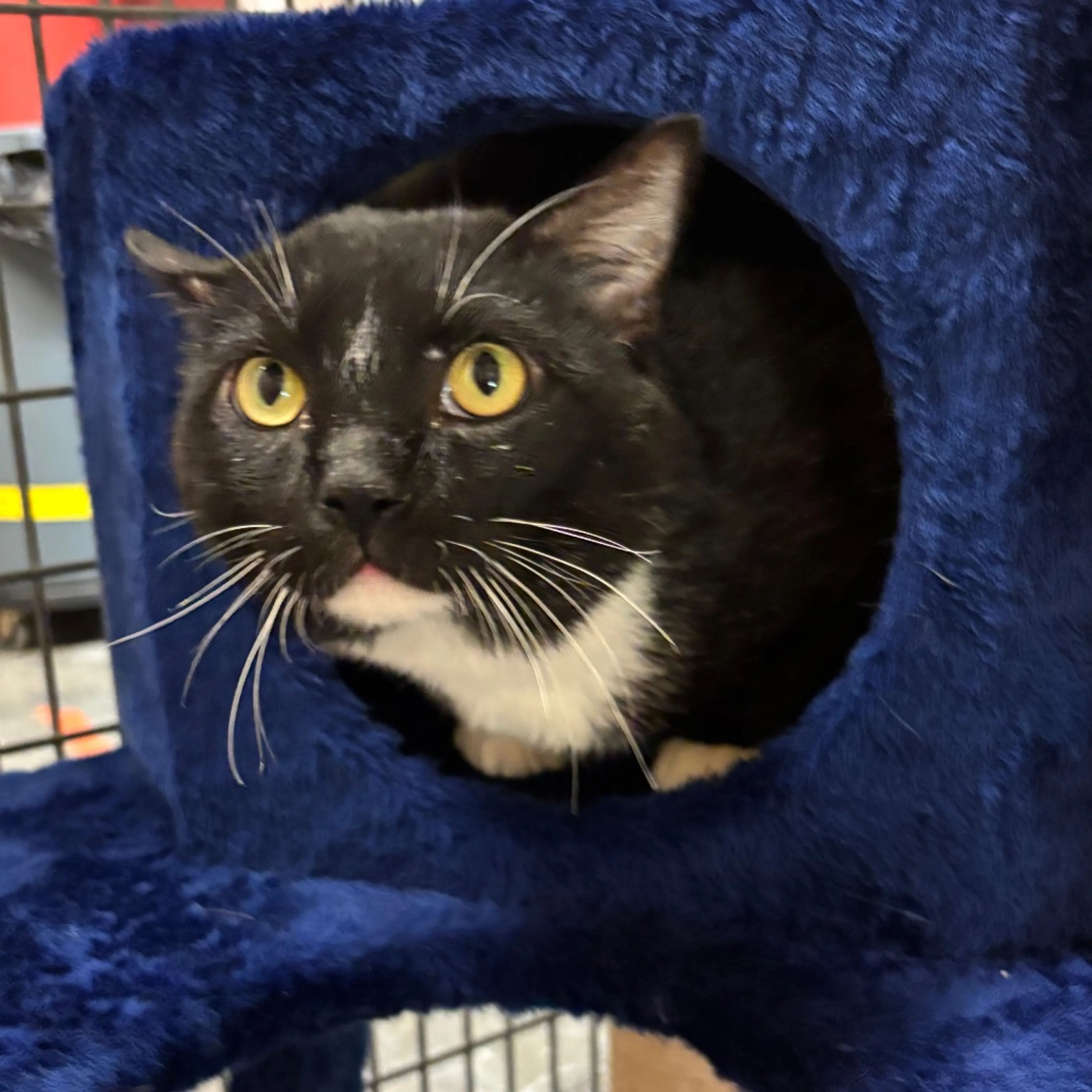Found pet-2
