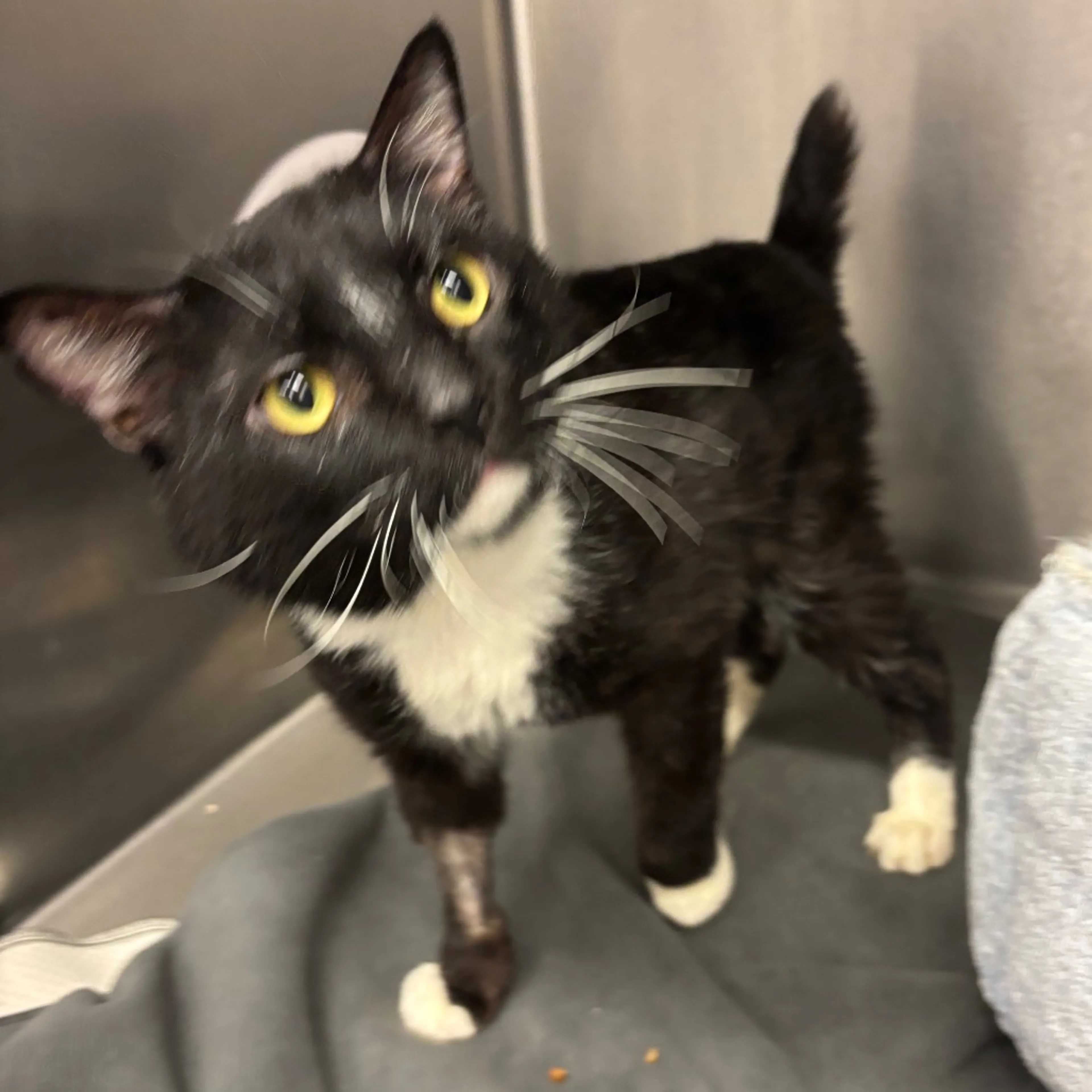 Found pet-1