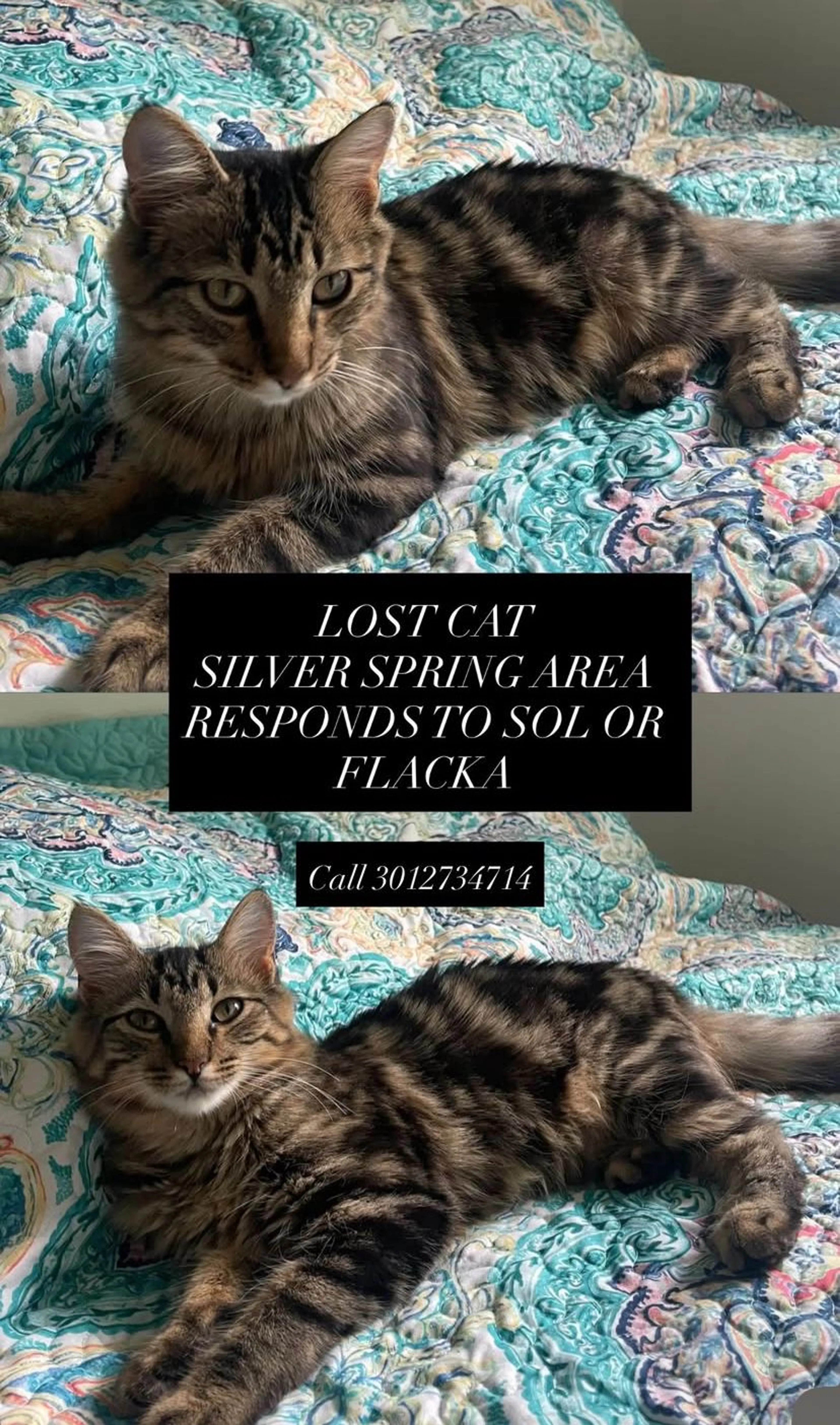 Lost pet-1