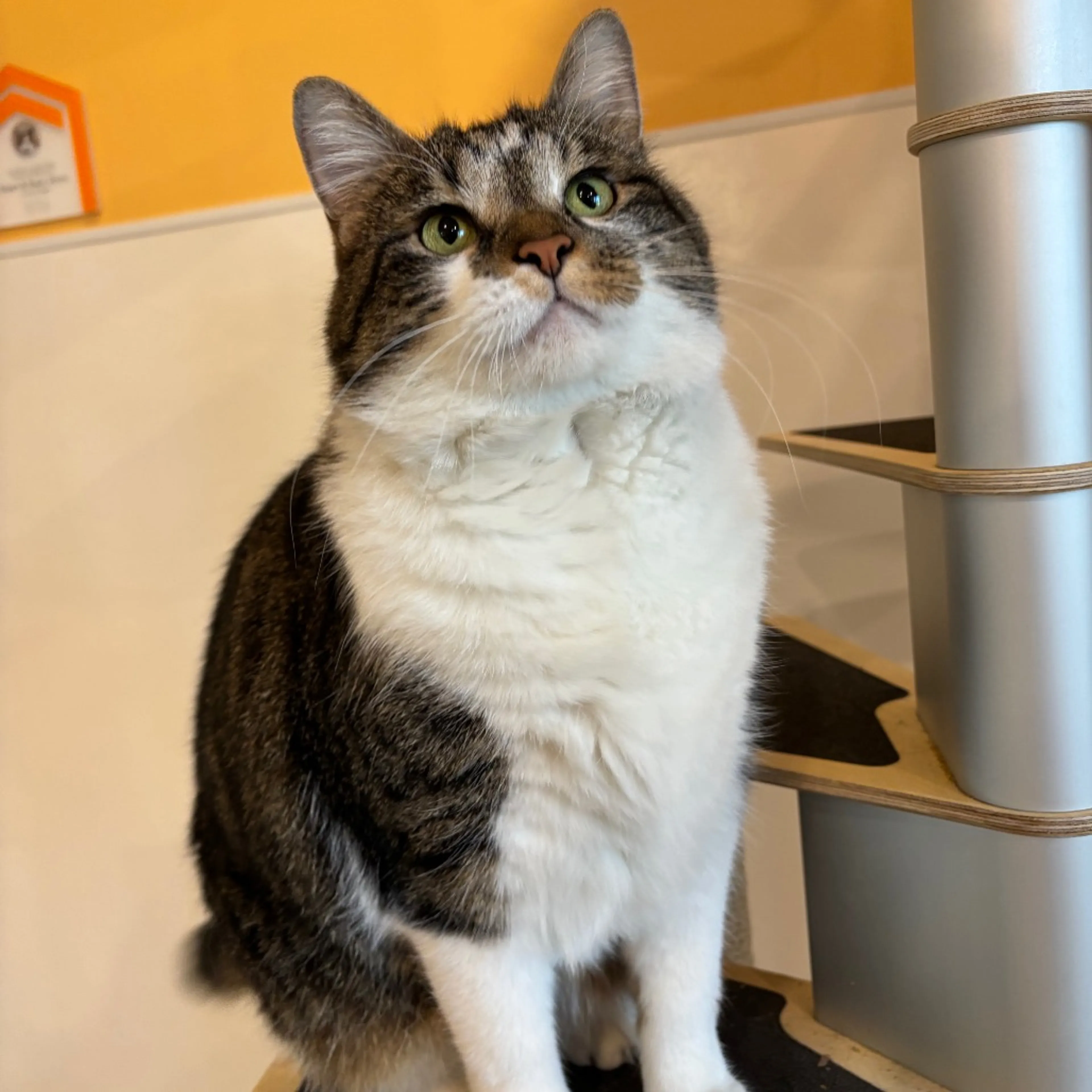 Found pet-8