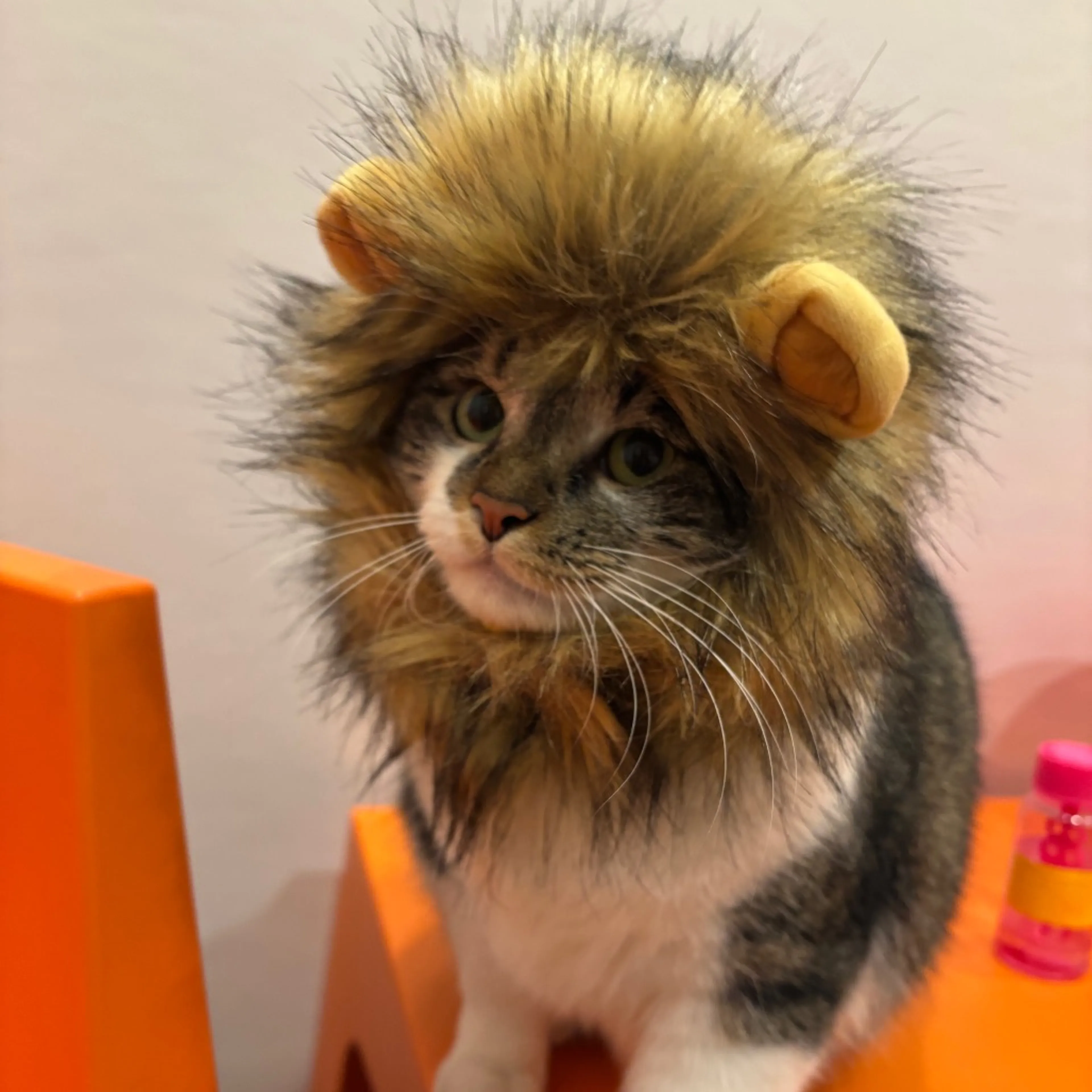 Found pet-10
