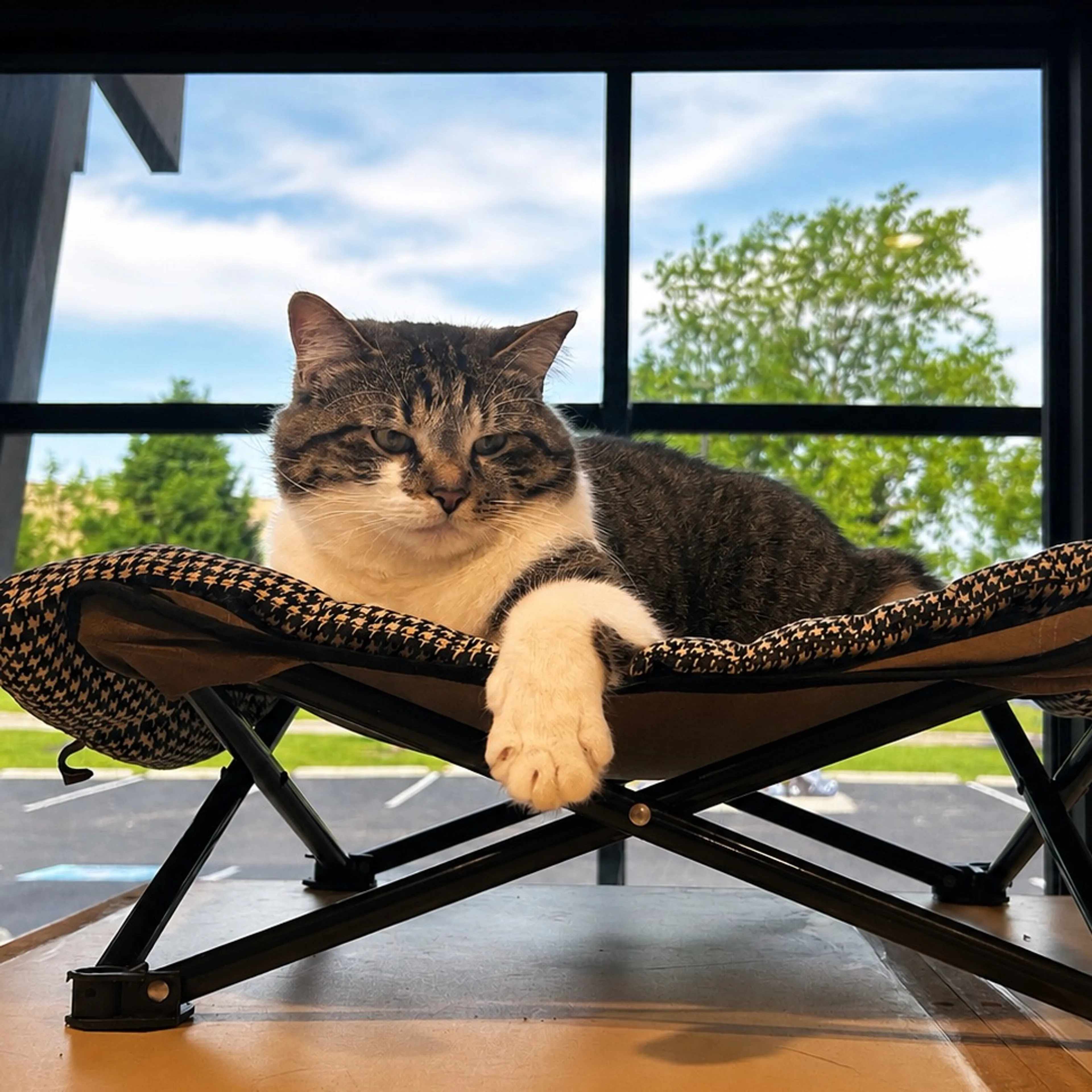 Found pet-7