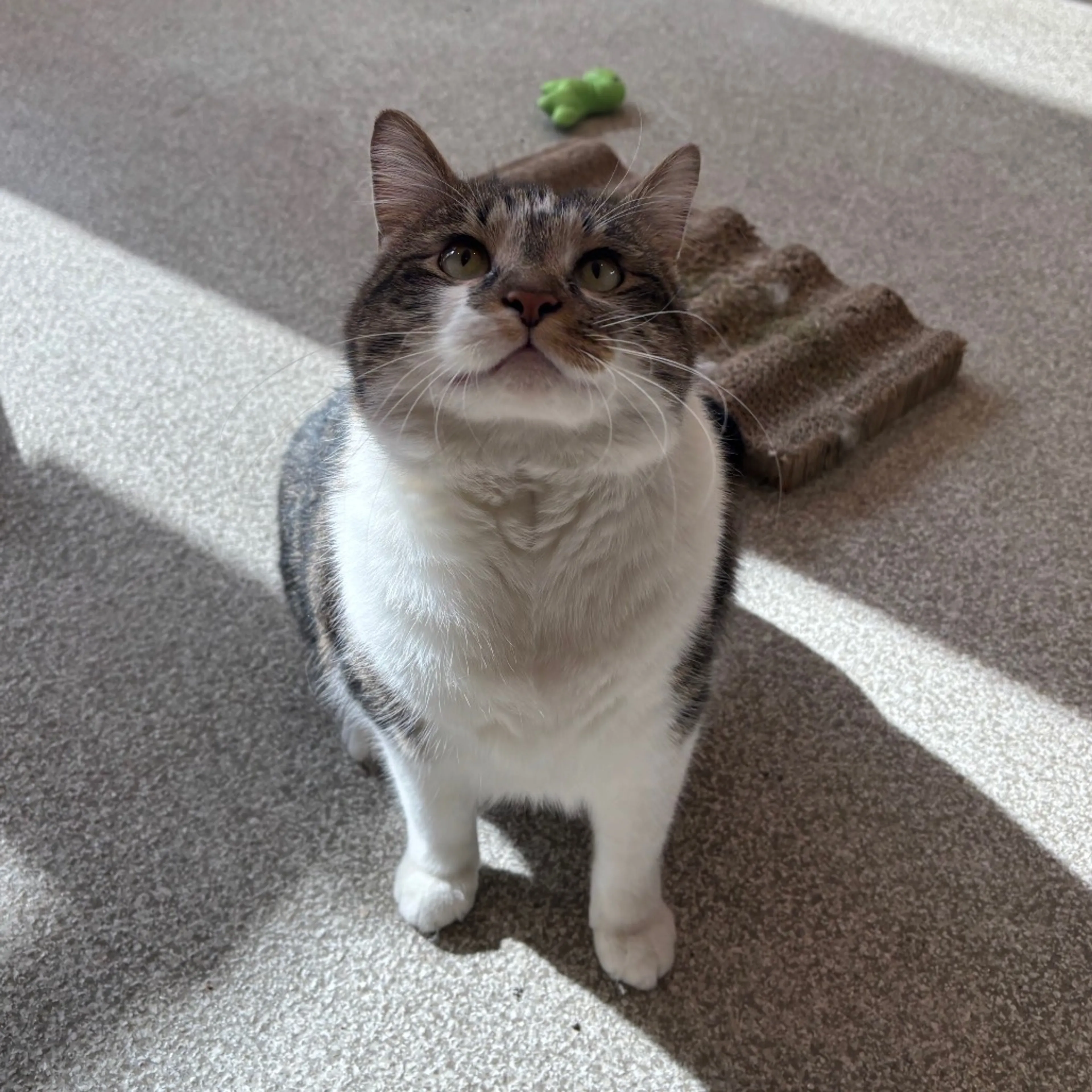 Found pet-11