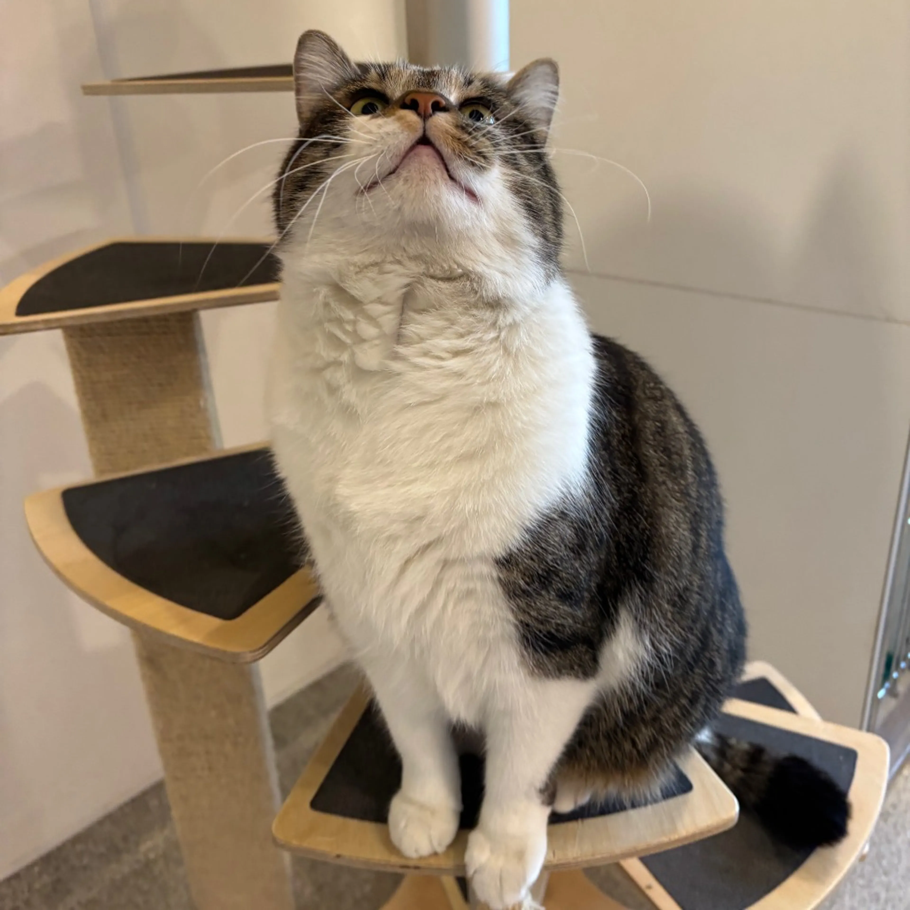 Found pet-9