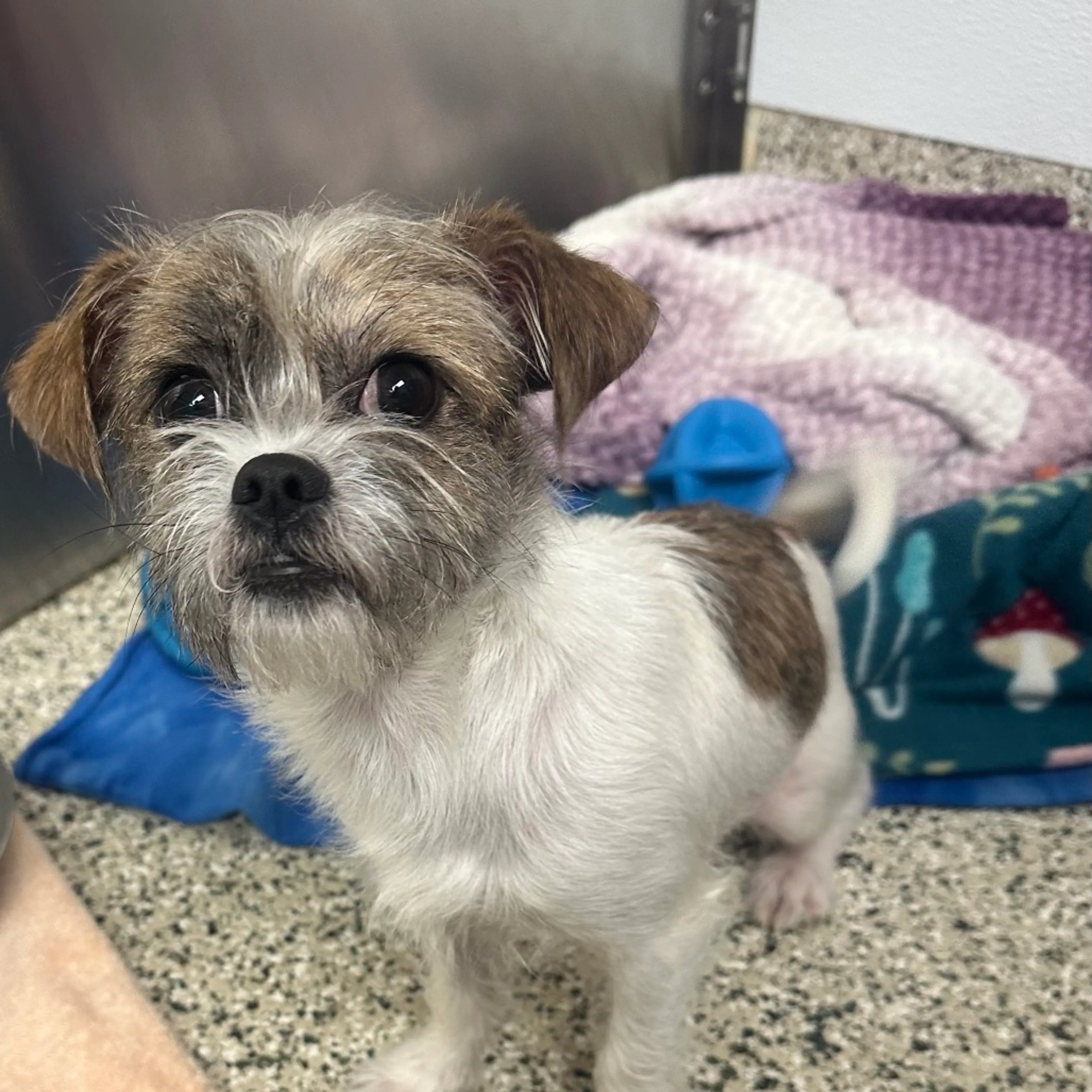 Found pet-1