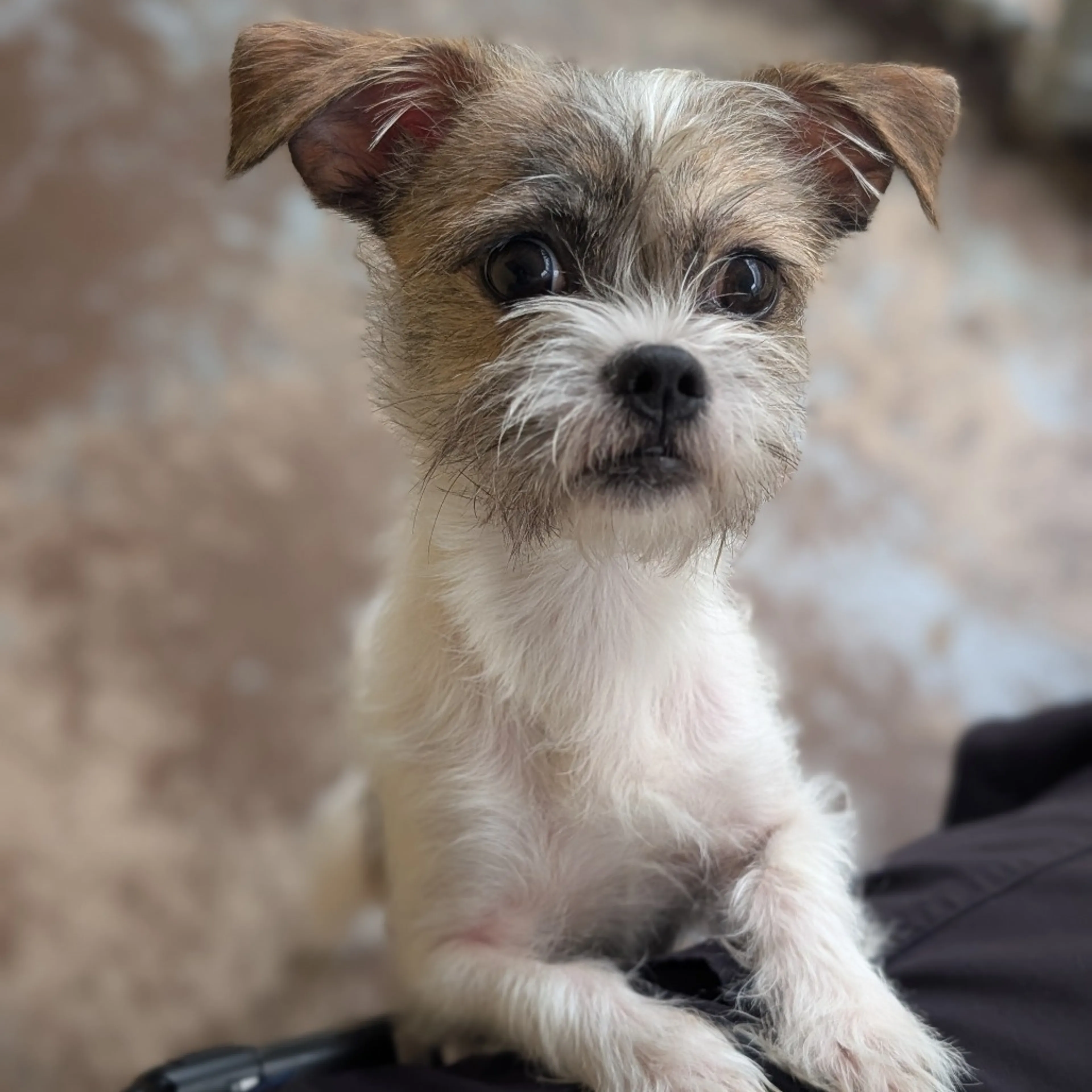 Found pet-2