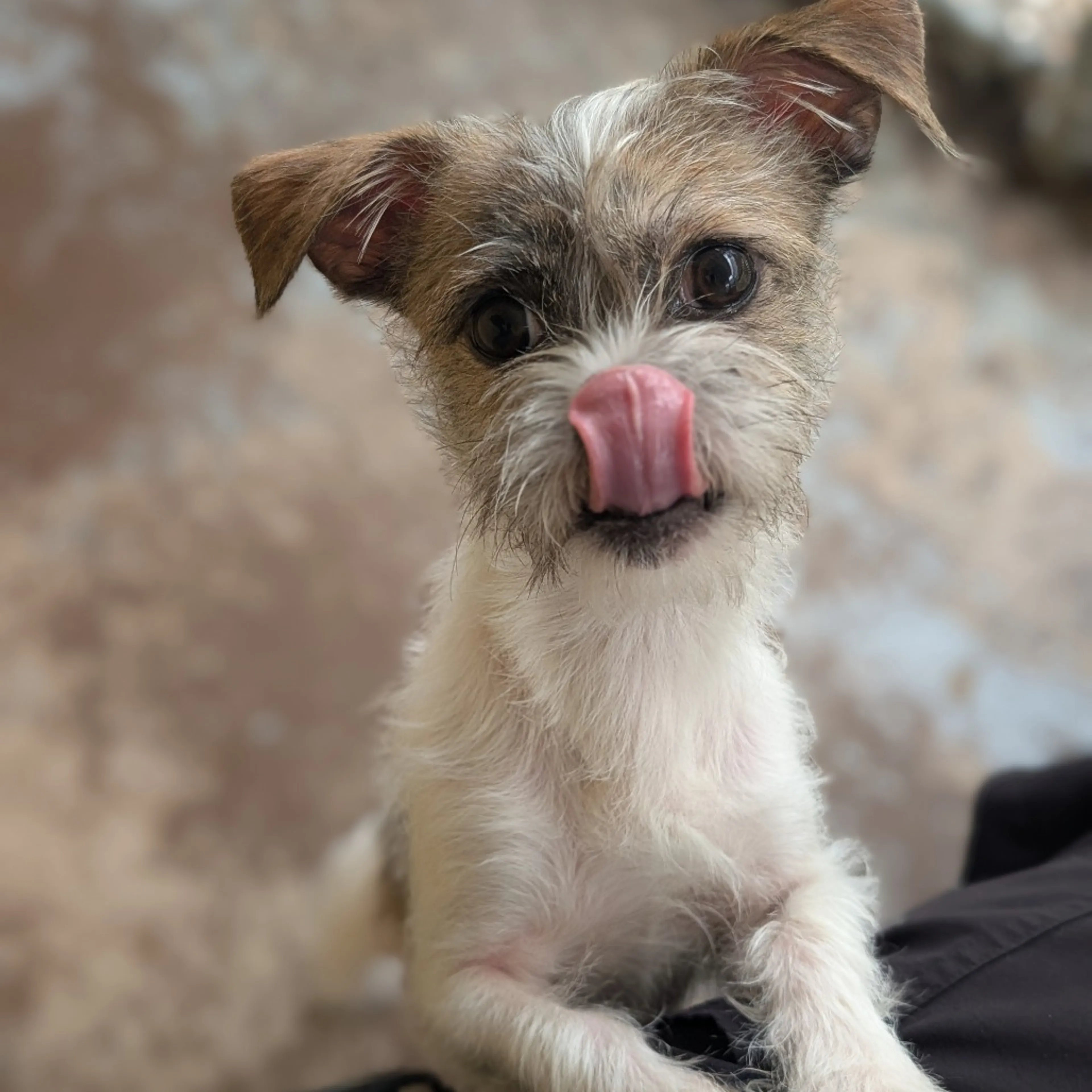 Found pet-3