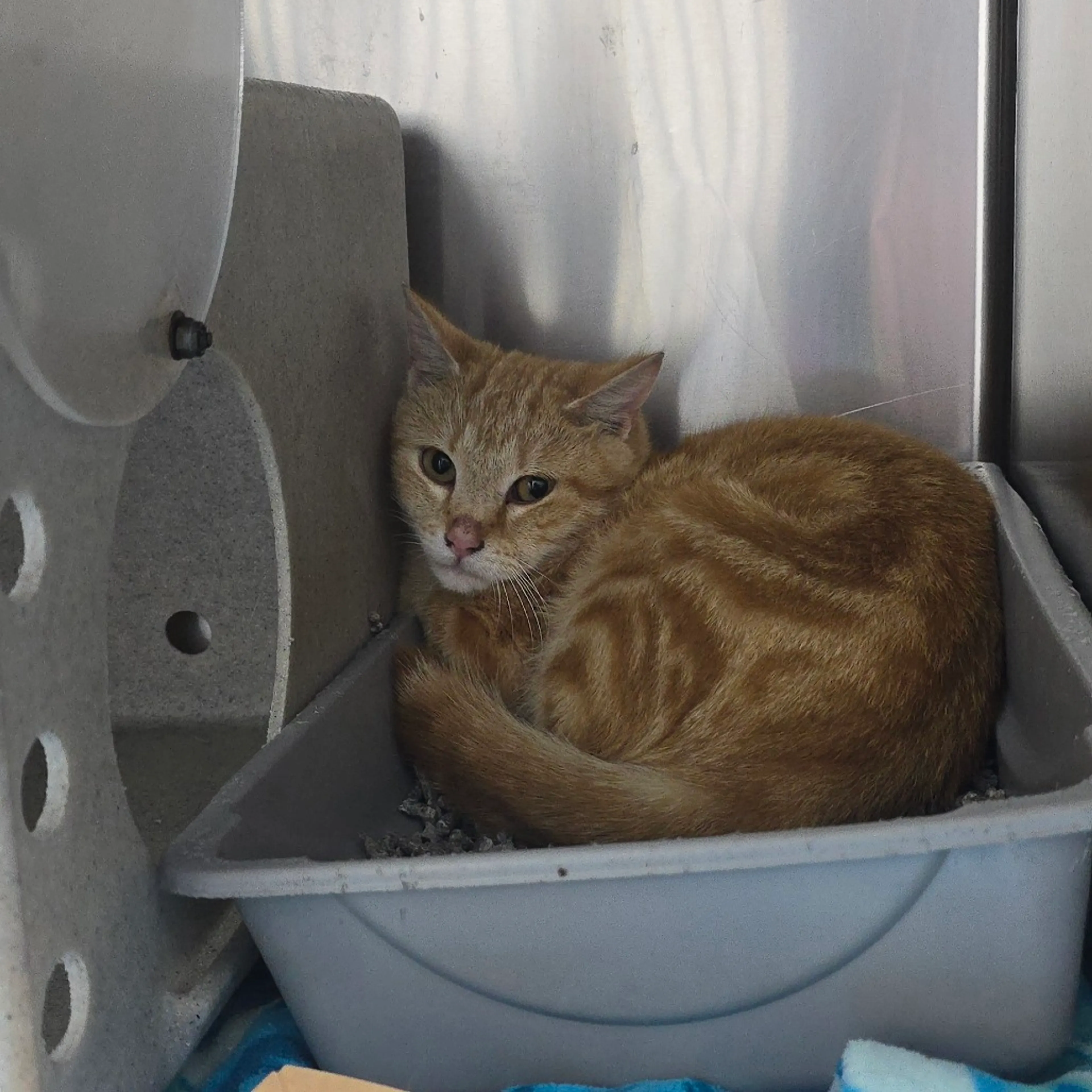 Found pet
