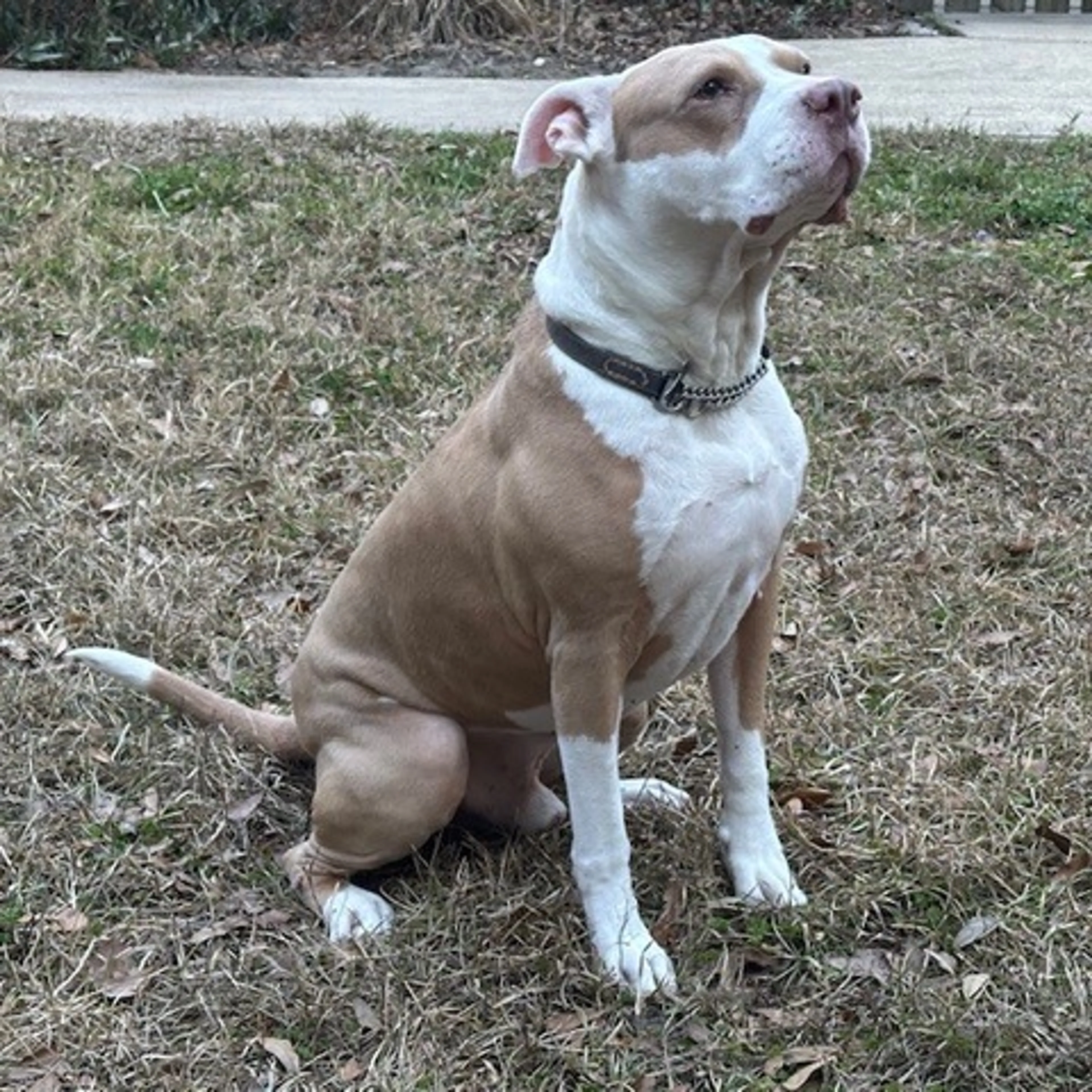 Found pet-1
