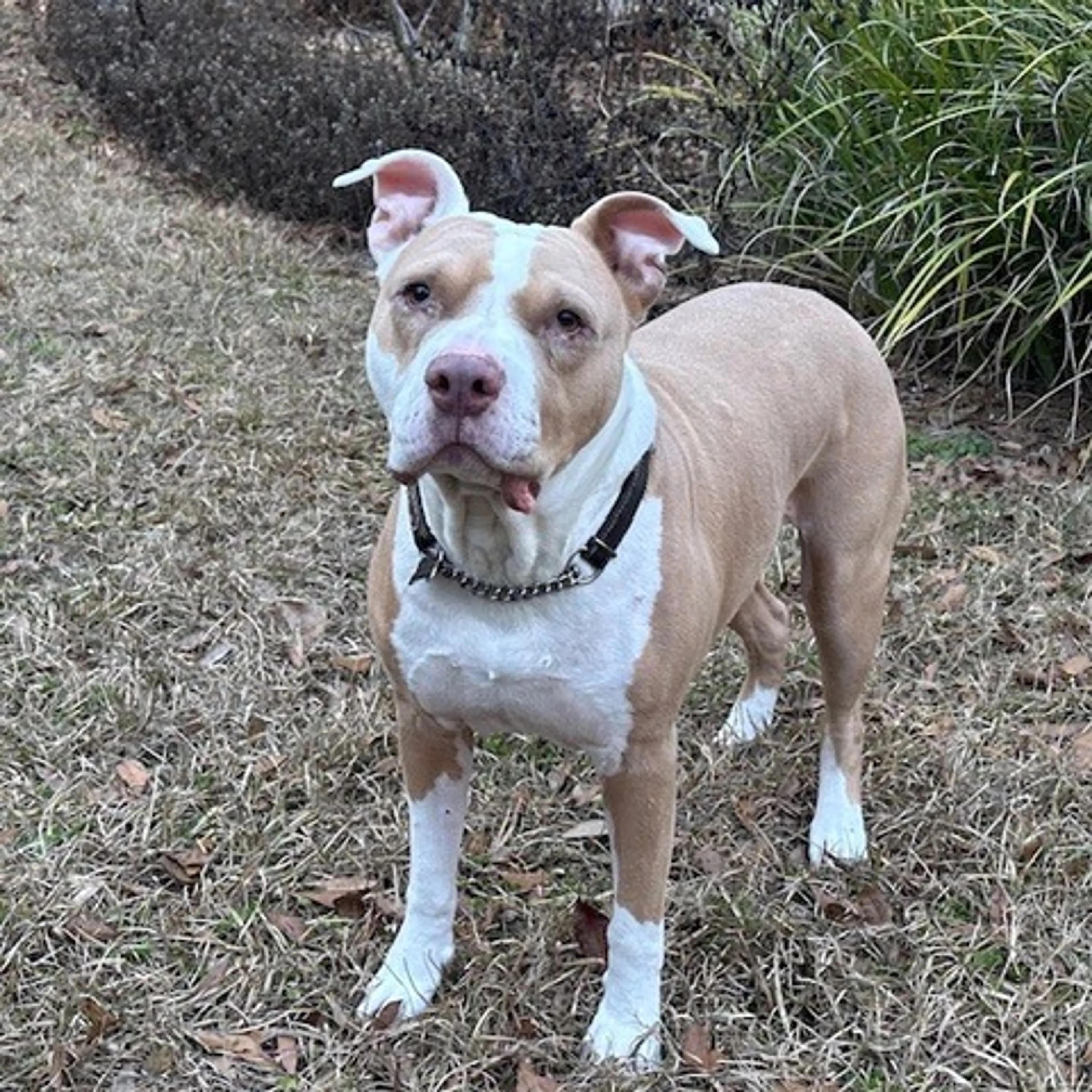 Found pet-2