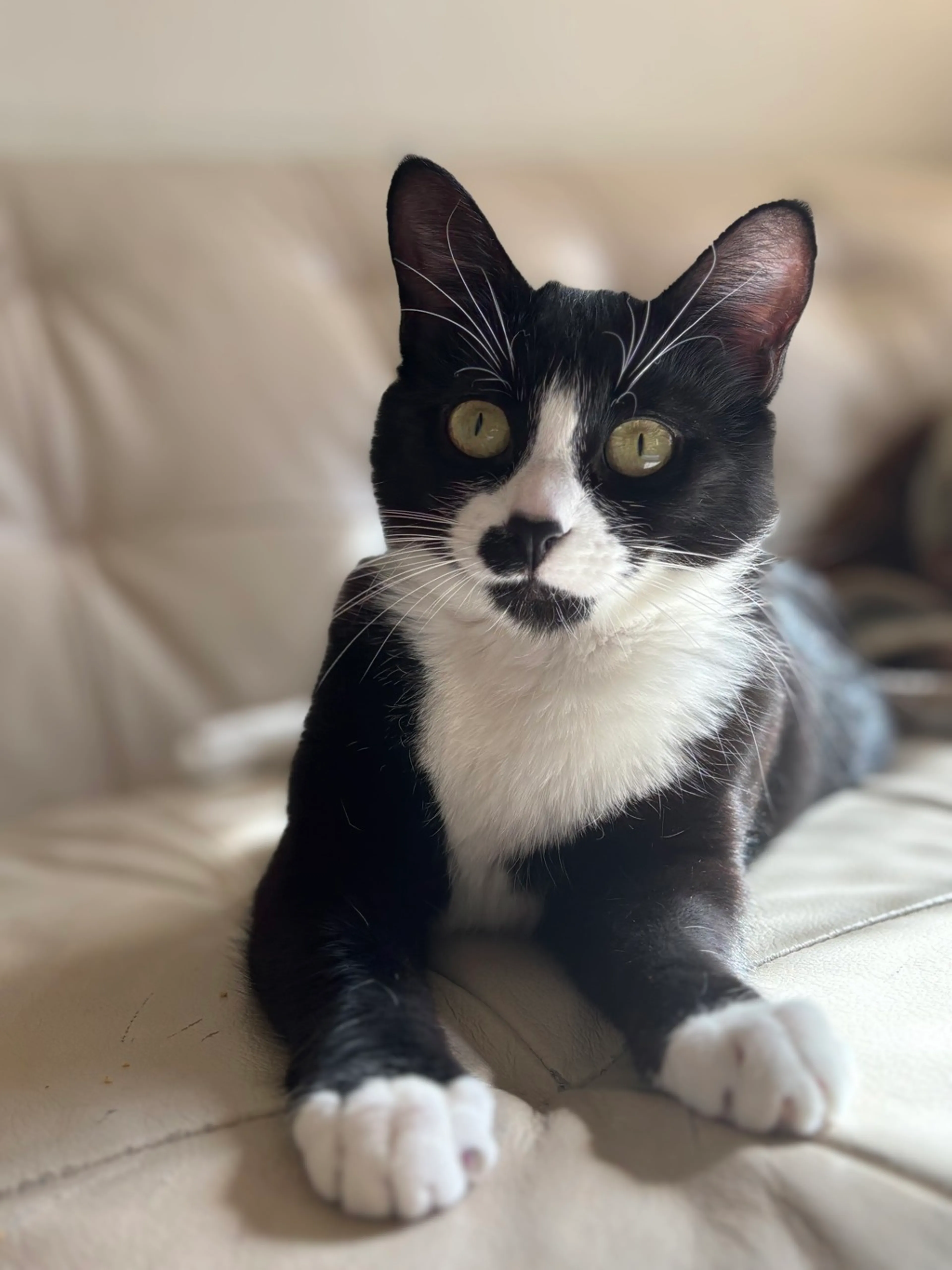 Found pet-0