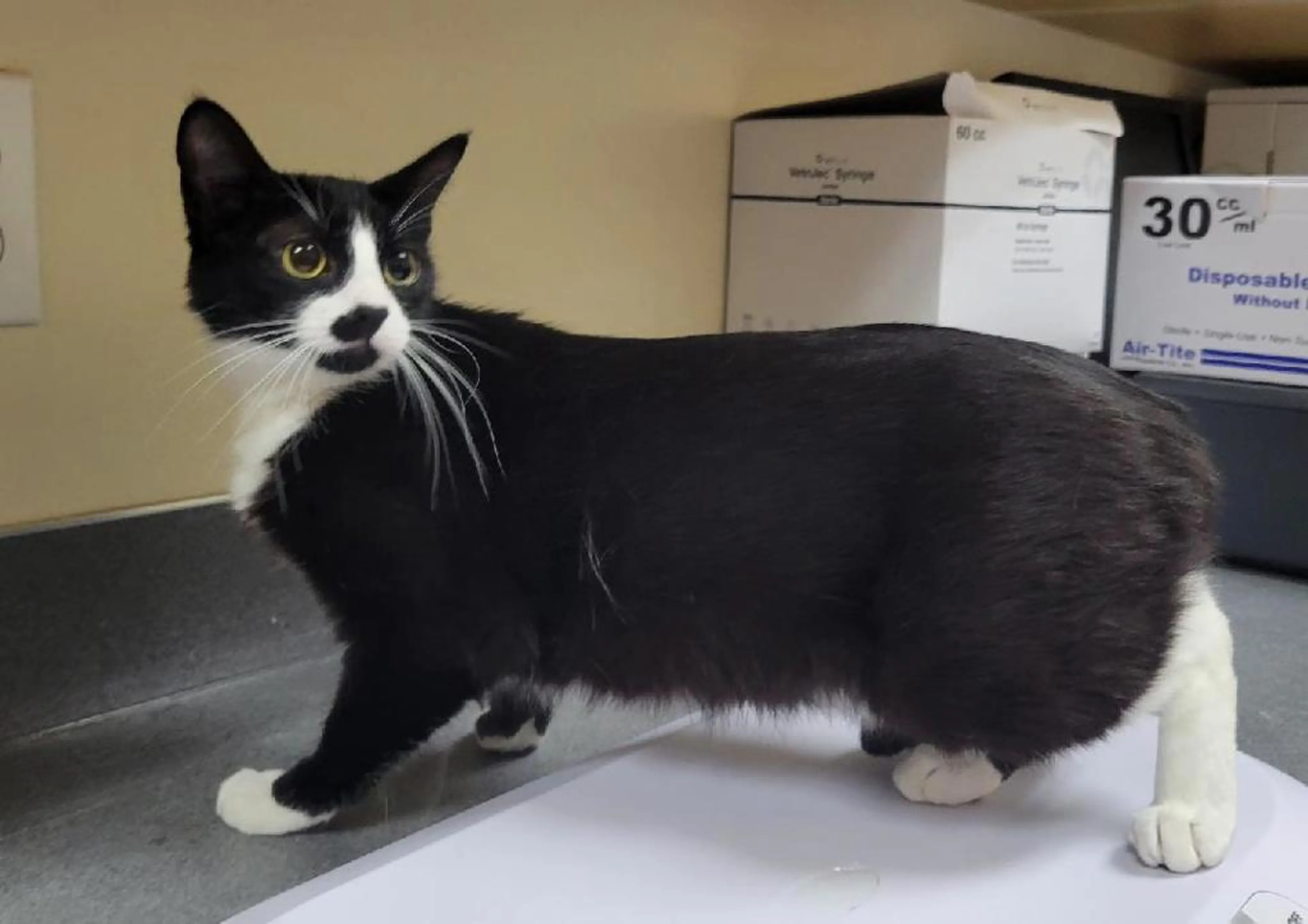 Found pet-1