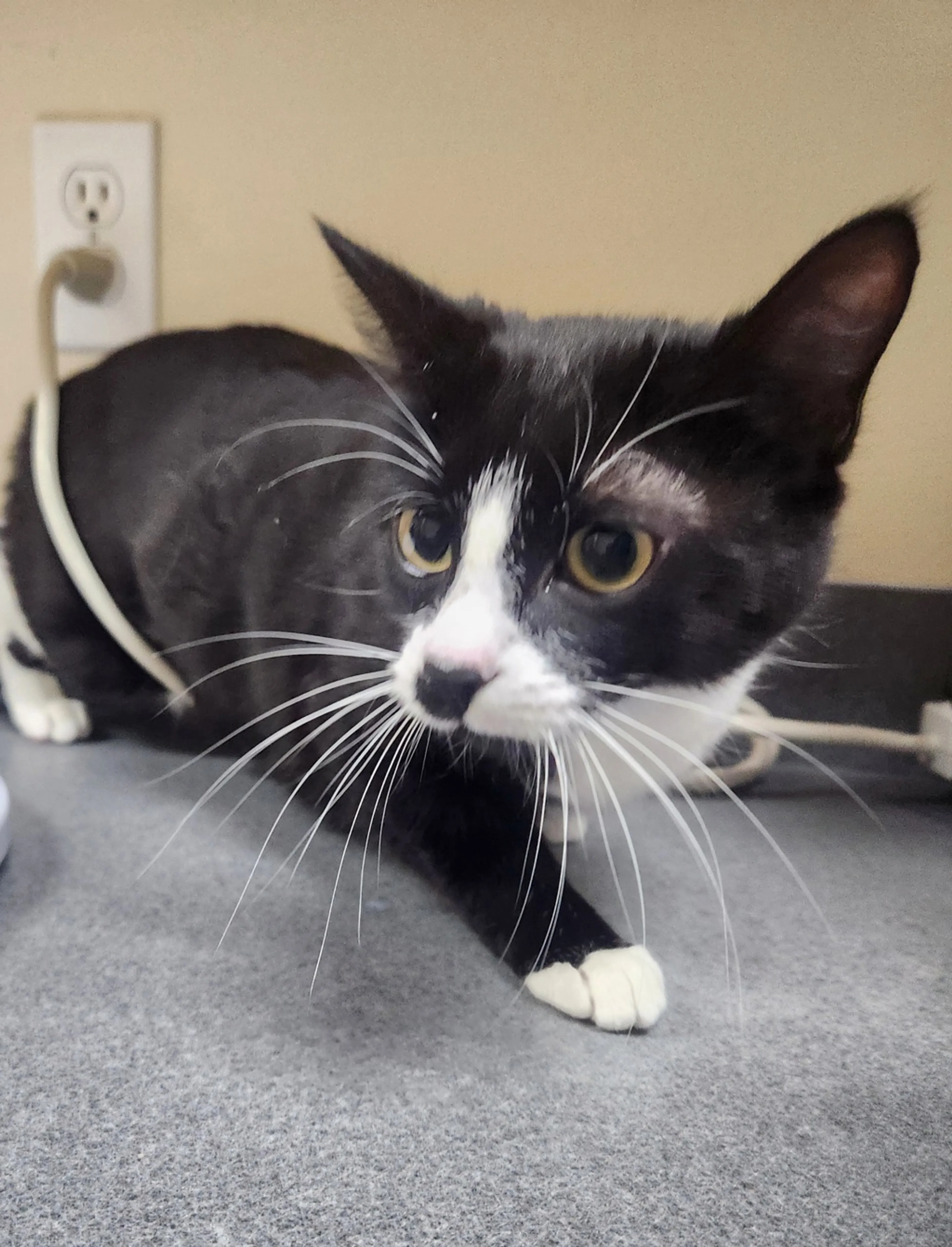 Found pet-2