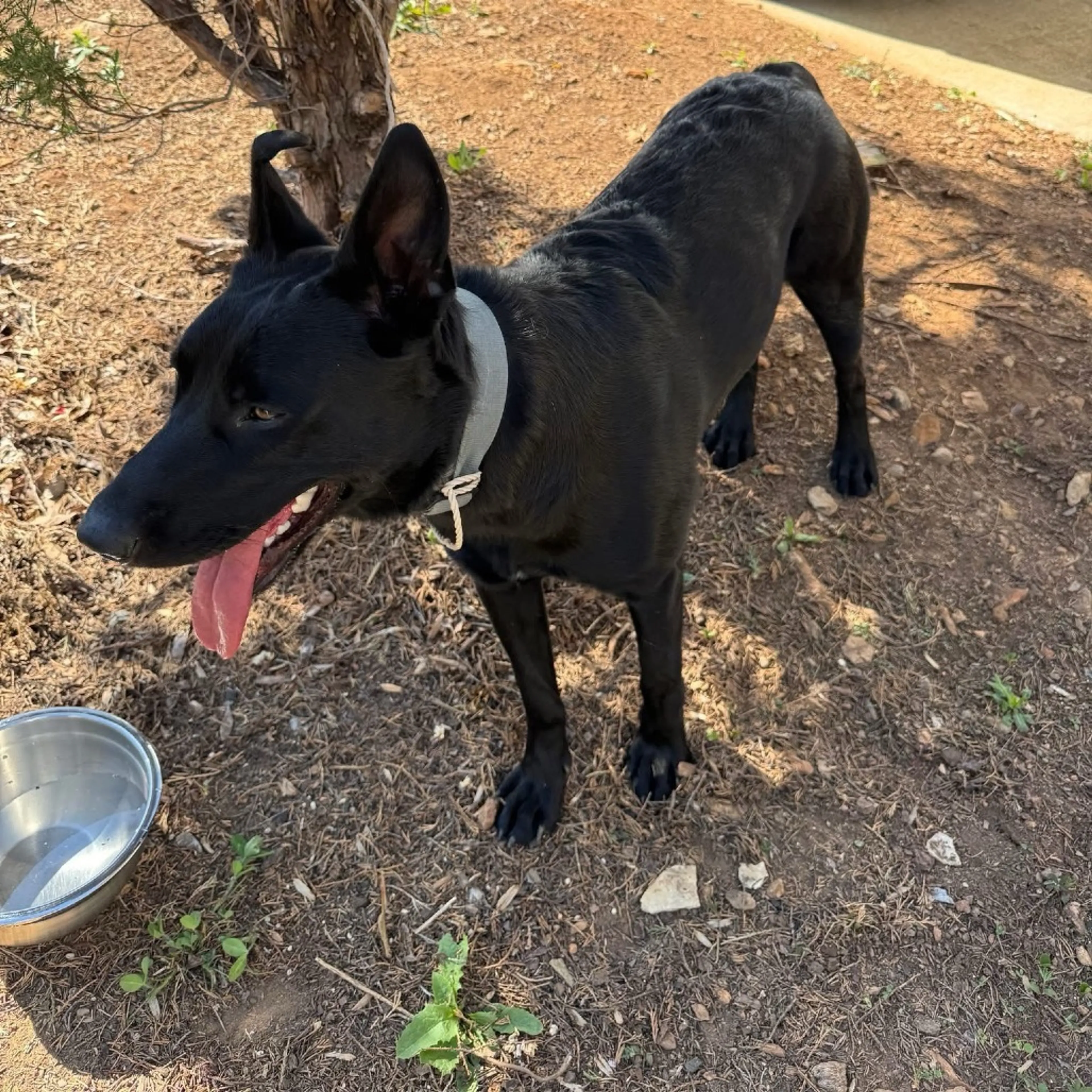 Found pet