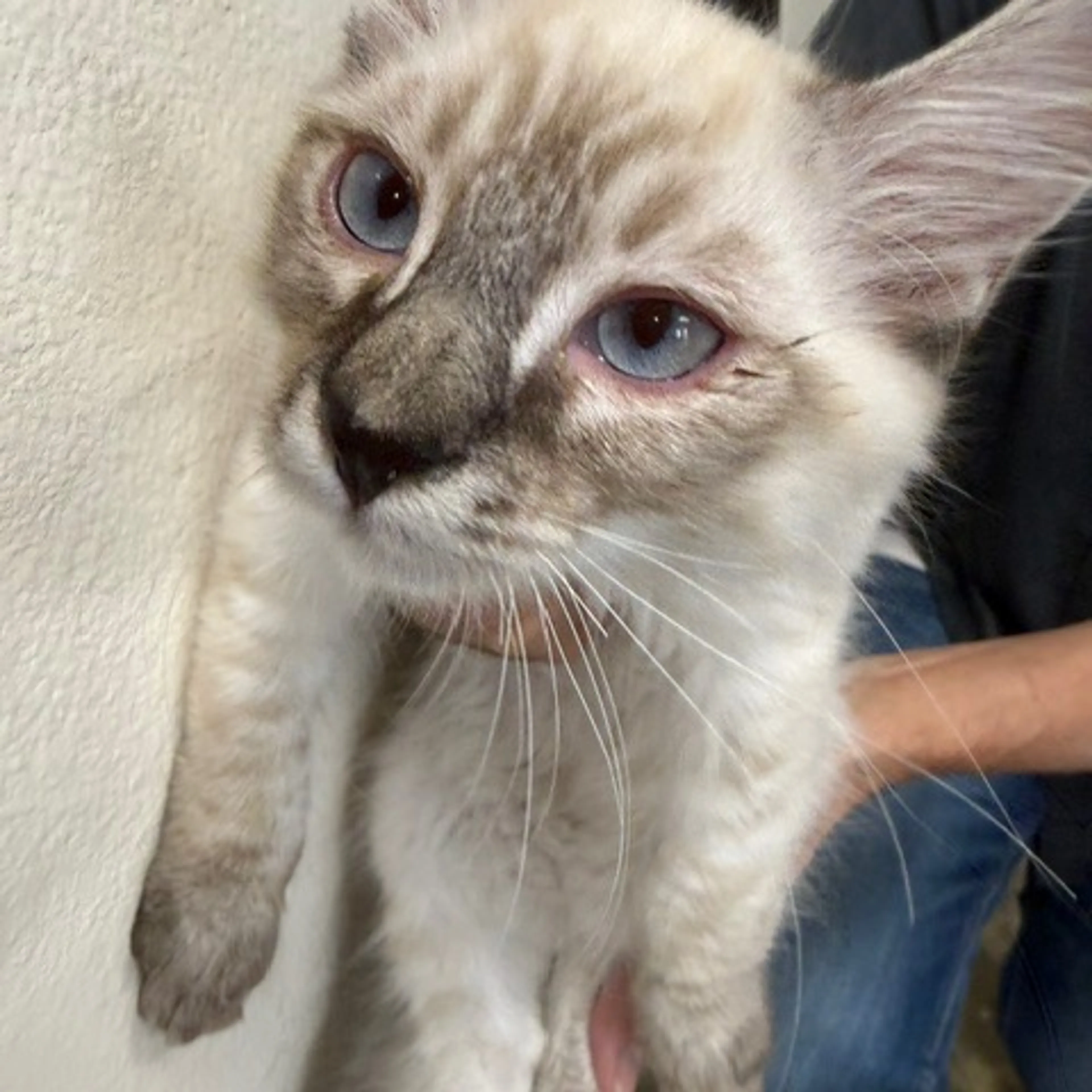 Found pet