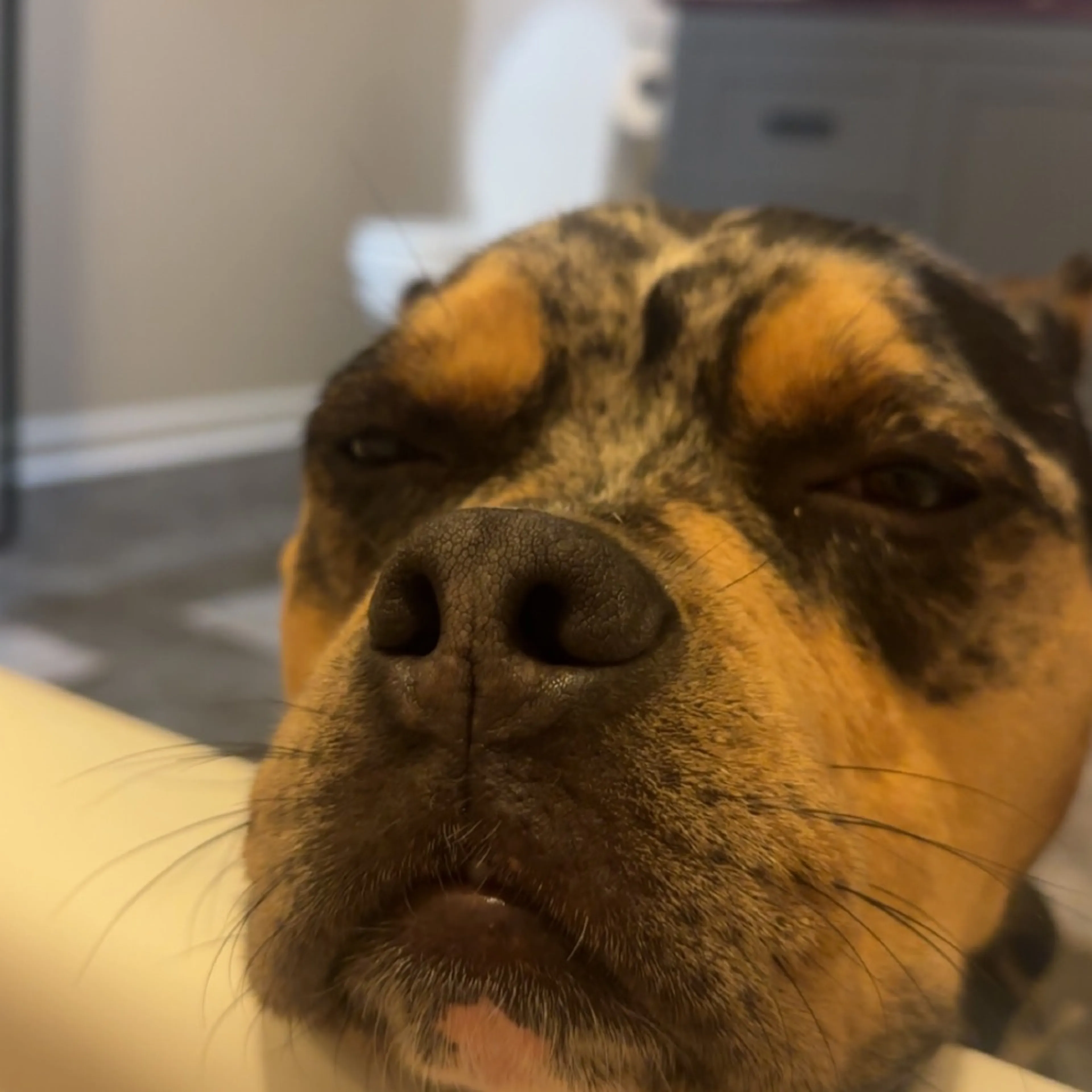 Found pet-11