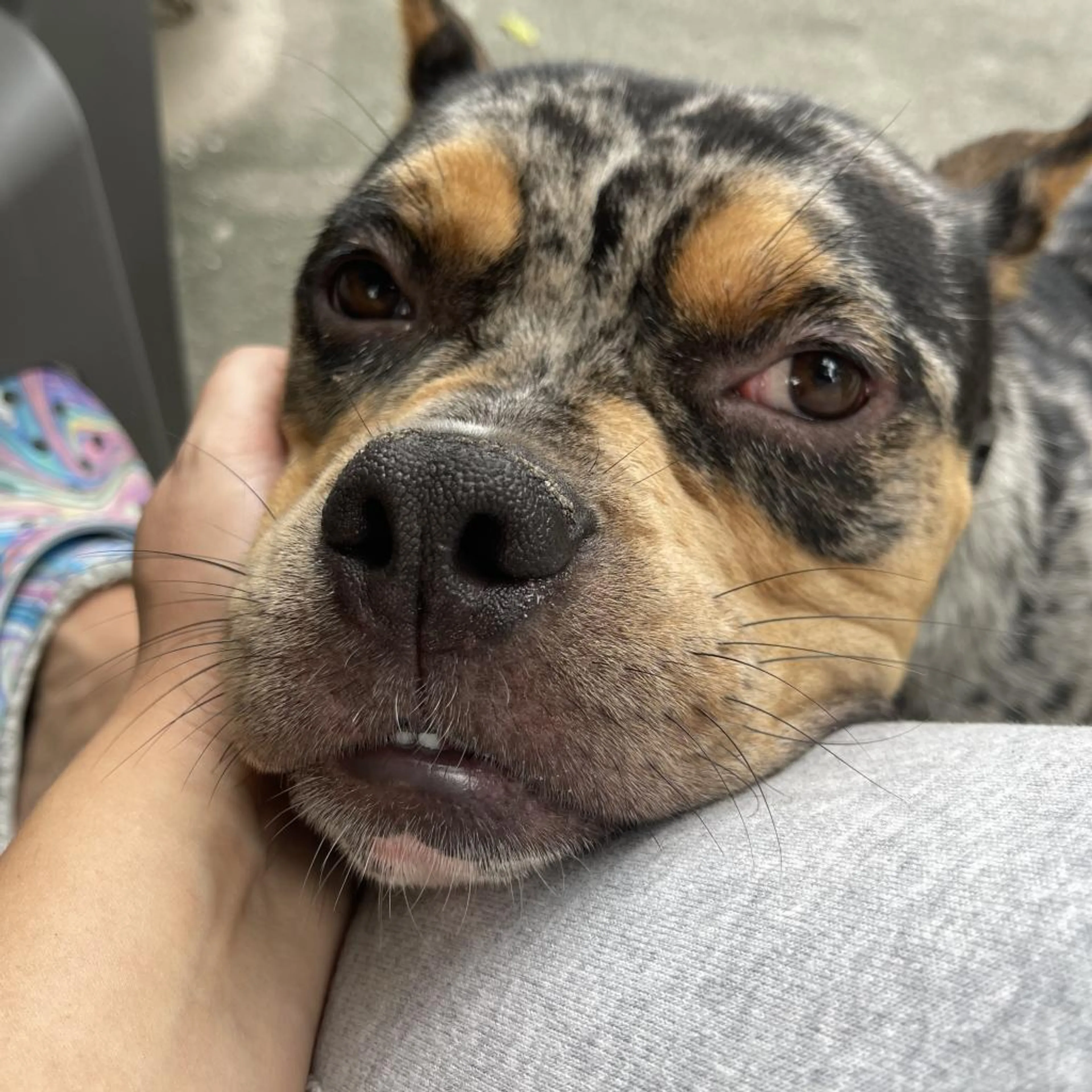 Found pet-1