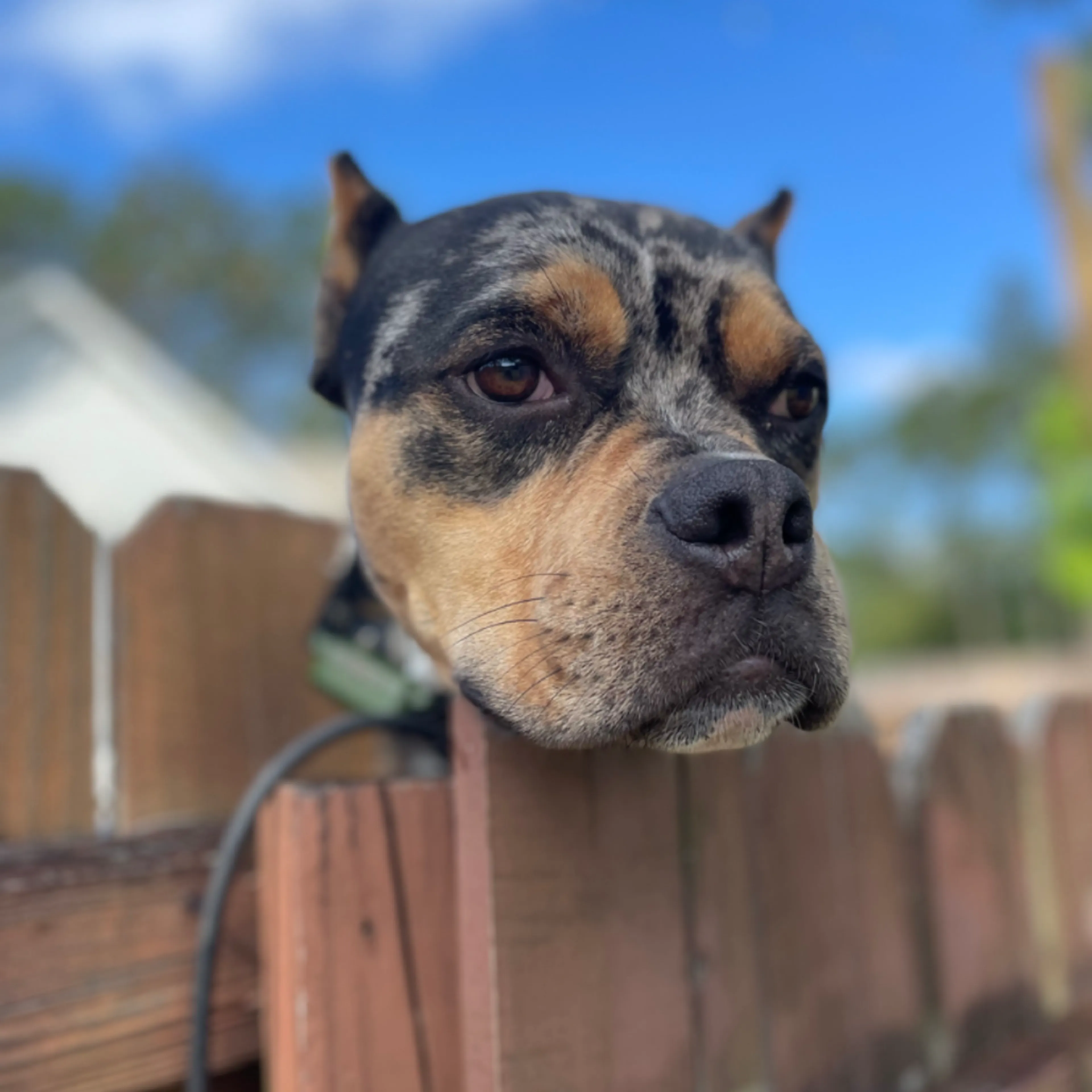 Found pet-8