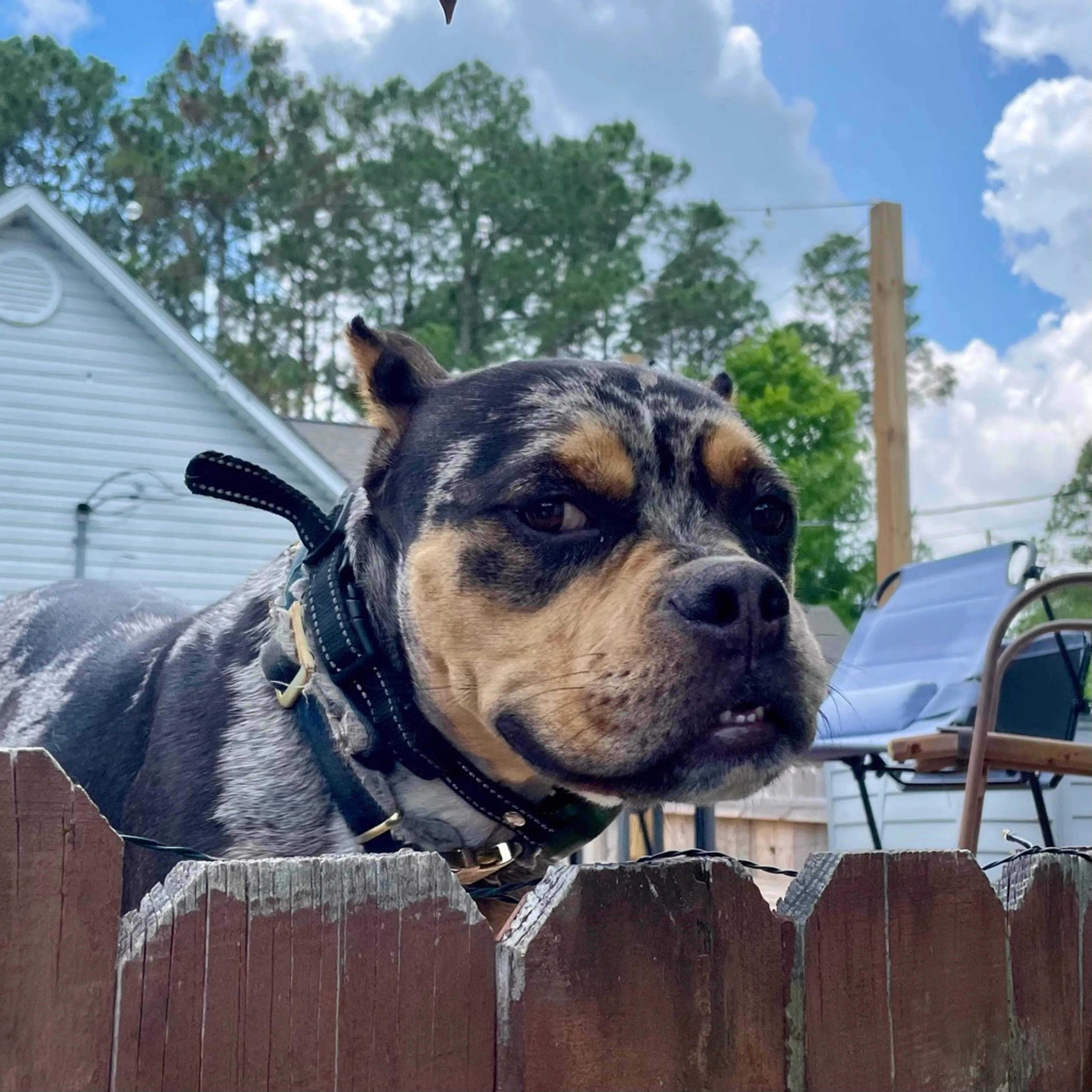 Found pet-10