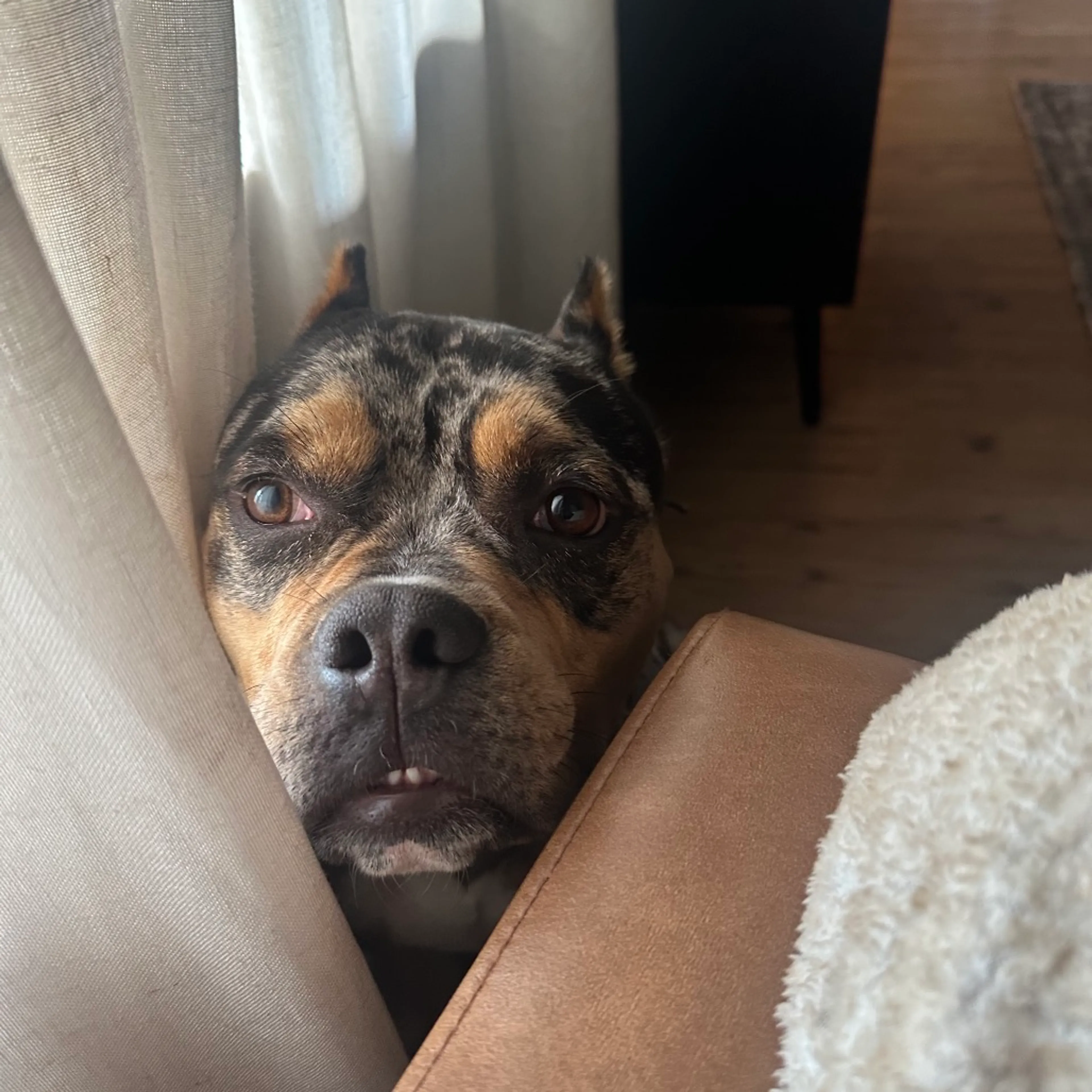 Found pet-9
