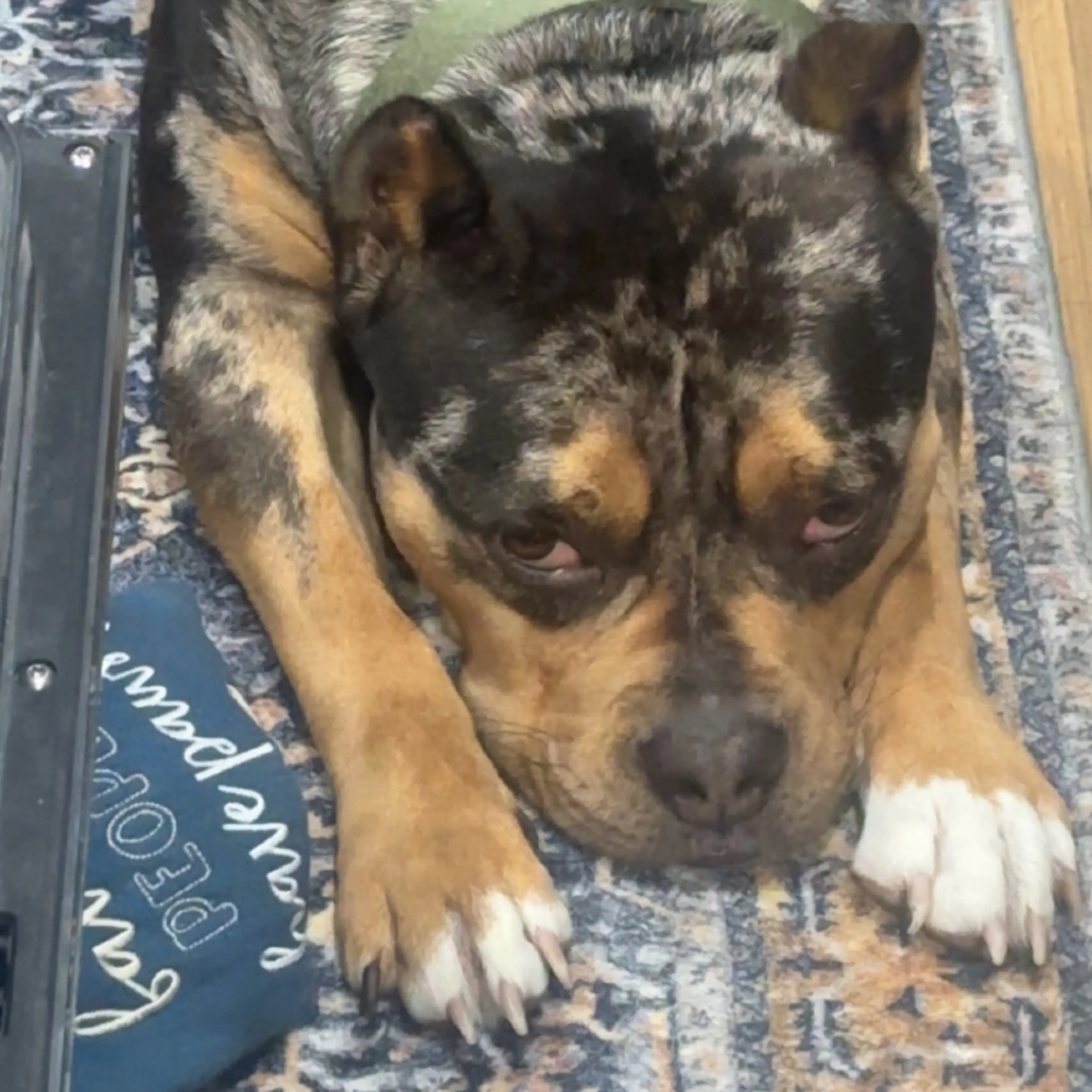 Found pet-13