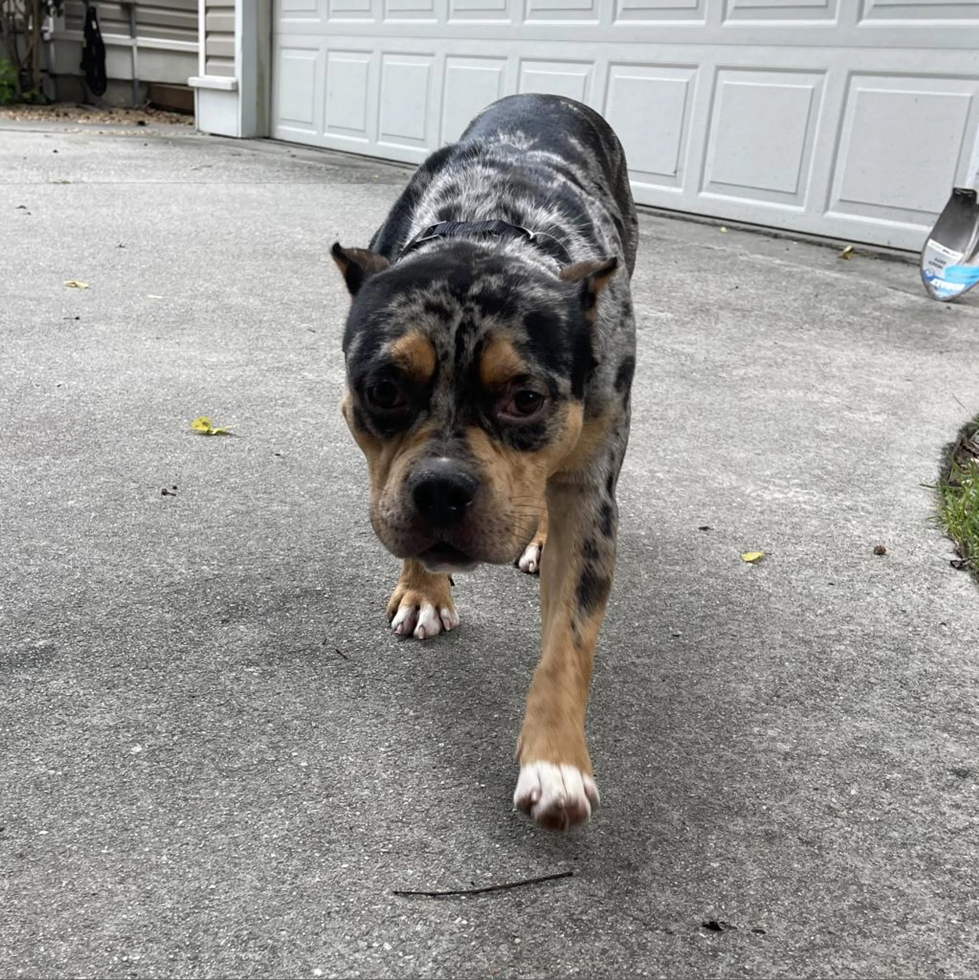 Found pet-2