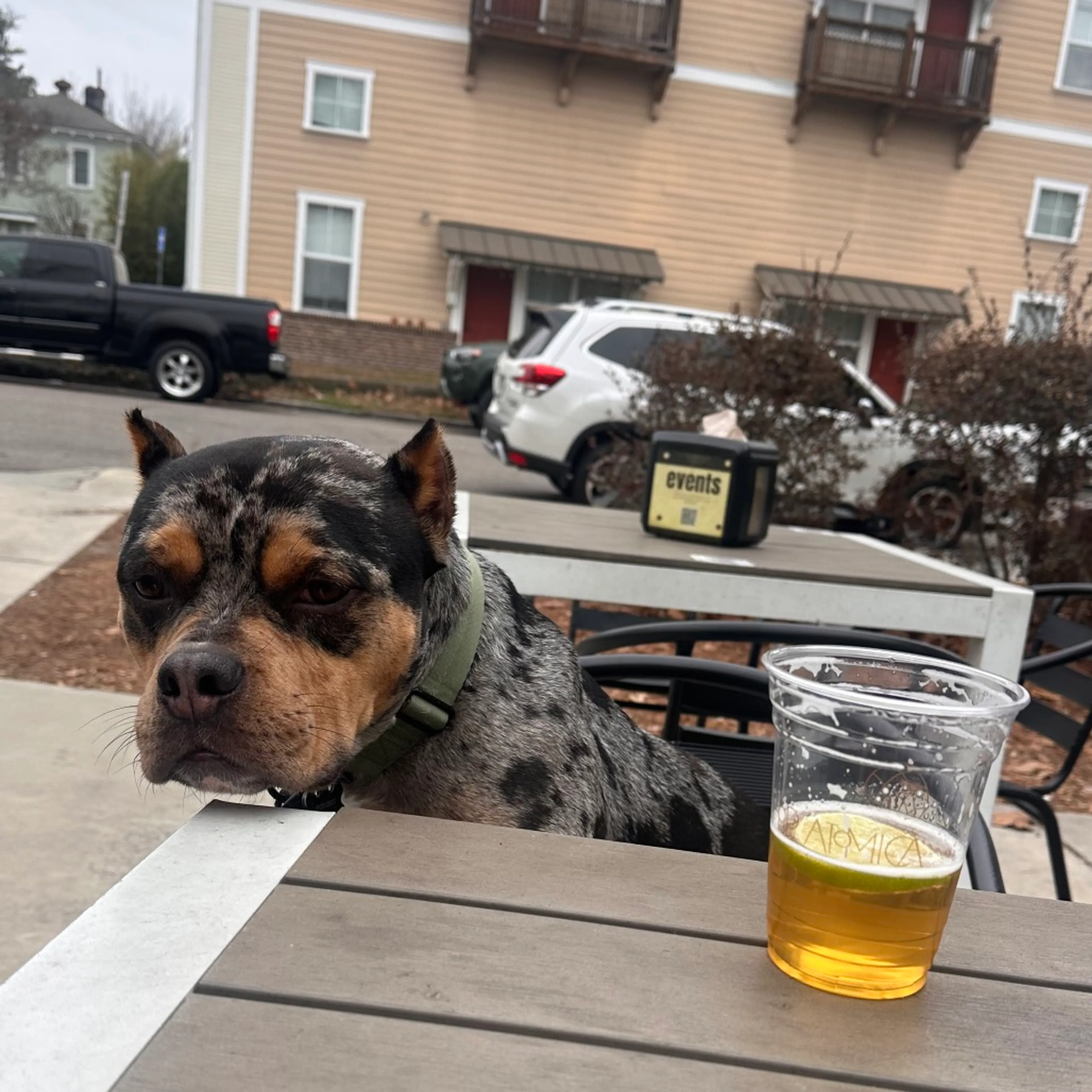 Found pet-12
