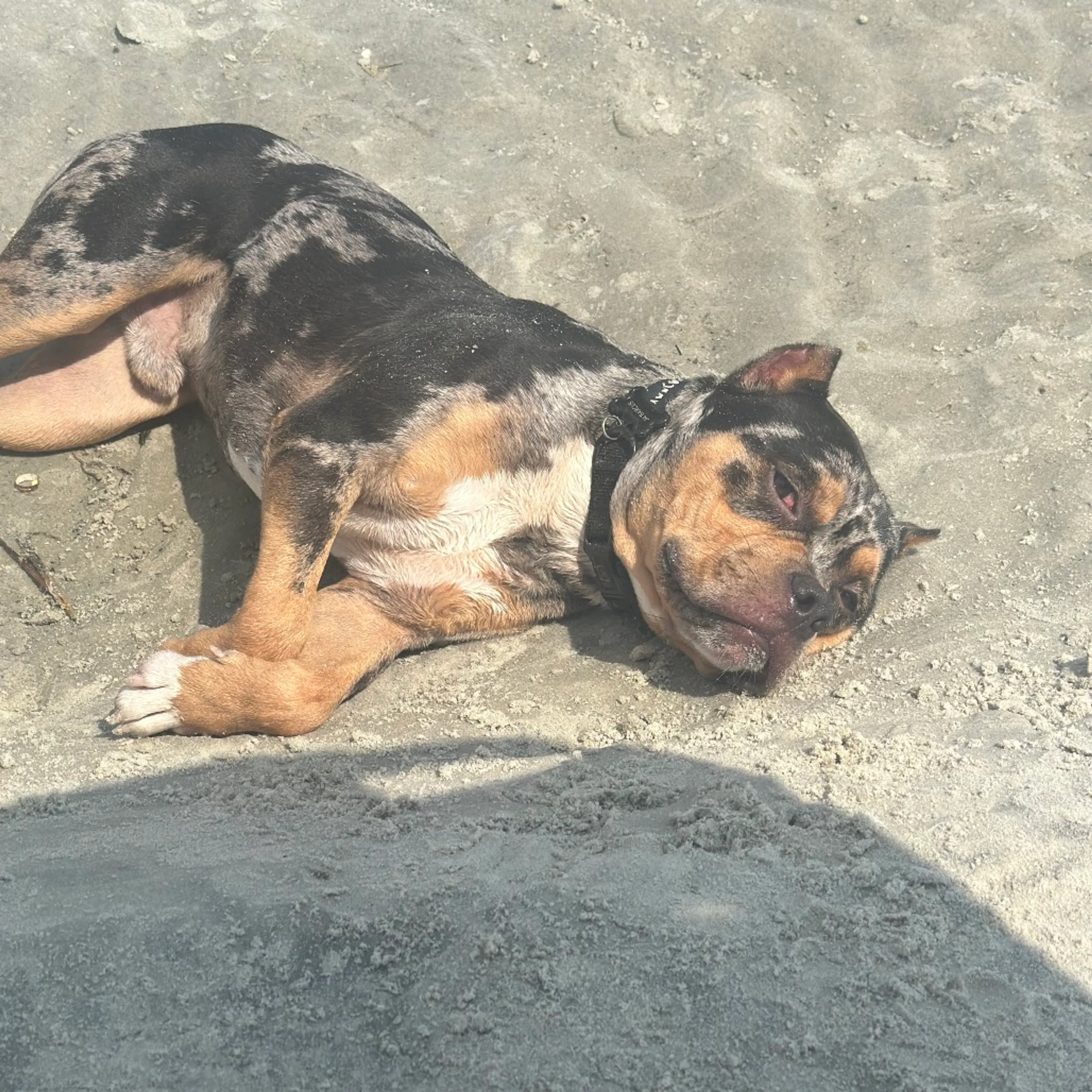 Found pet-7