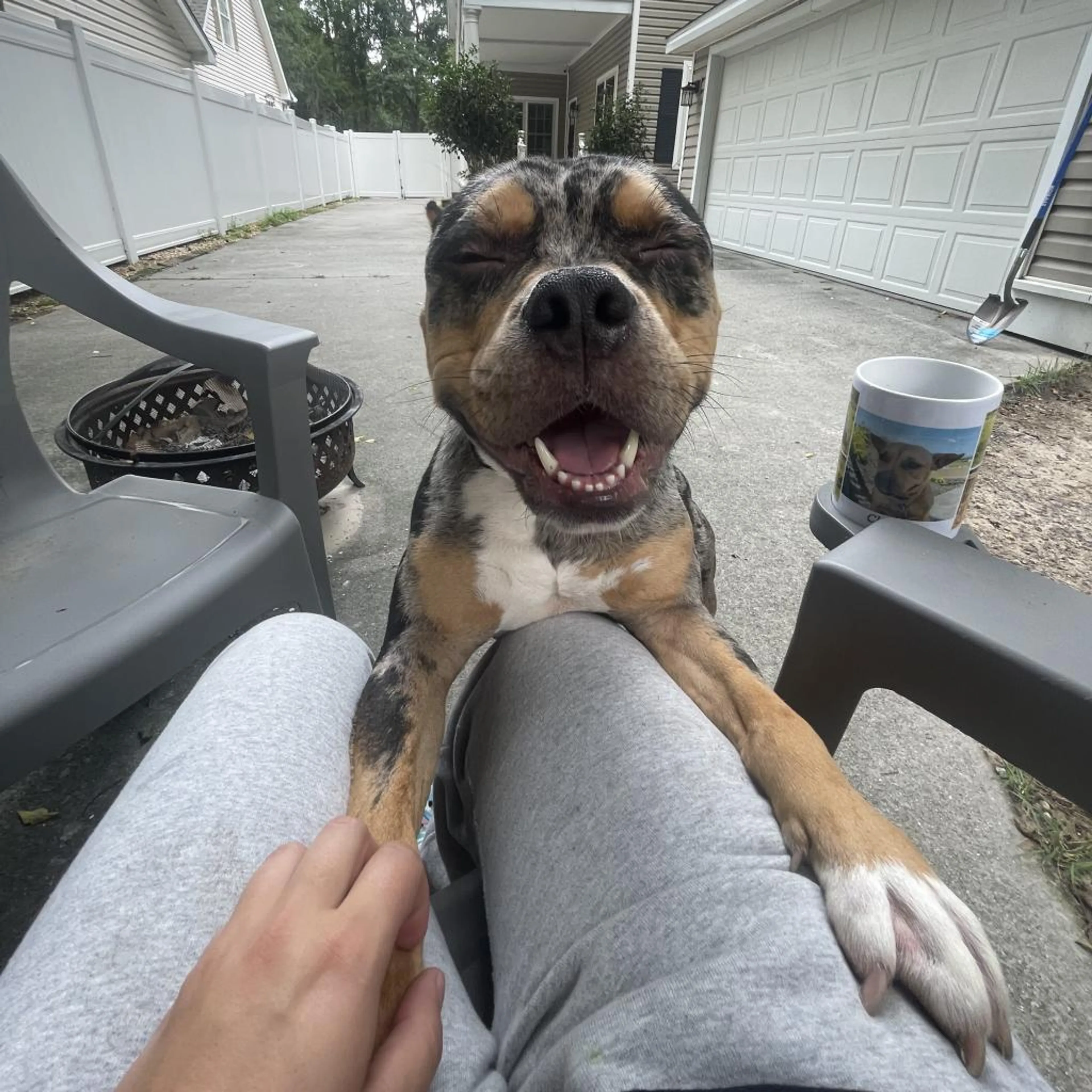 Found pet-3