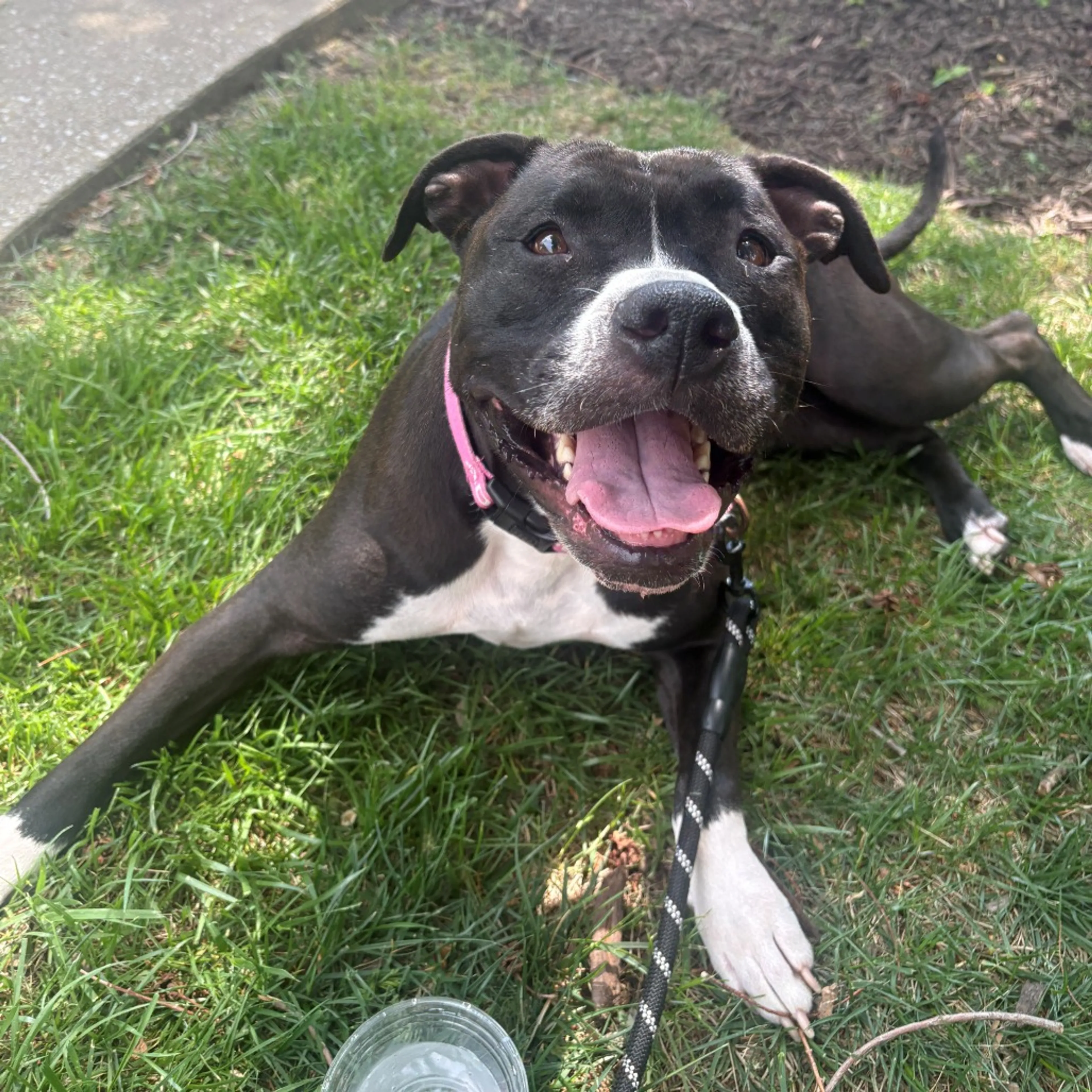 Found pet-13