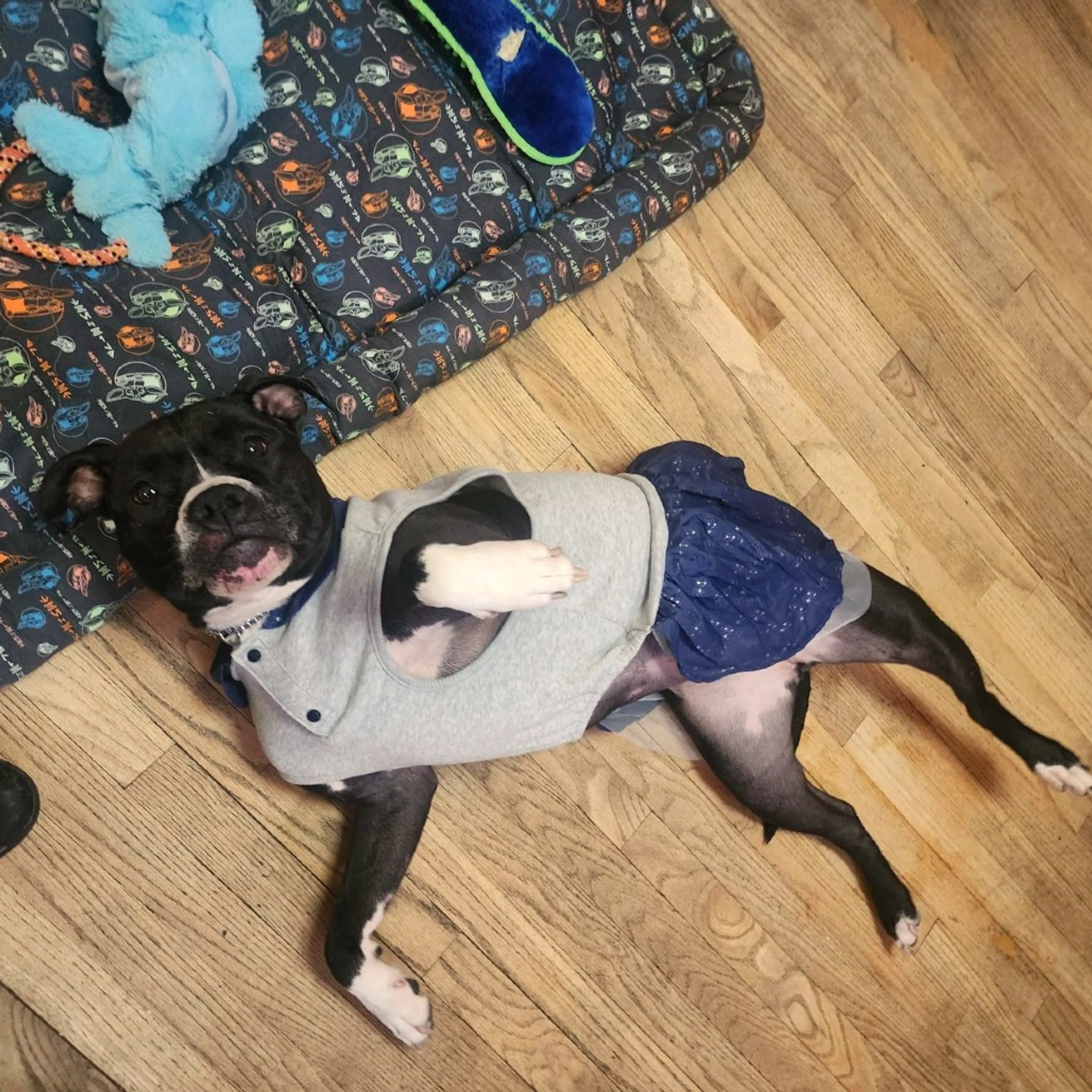 Found pet-10