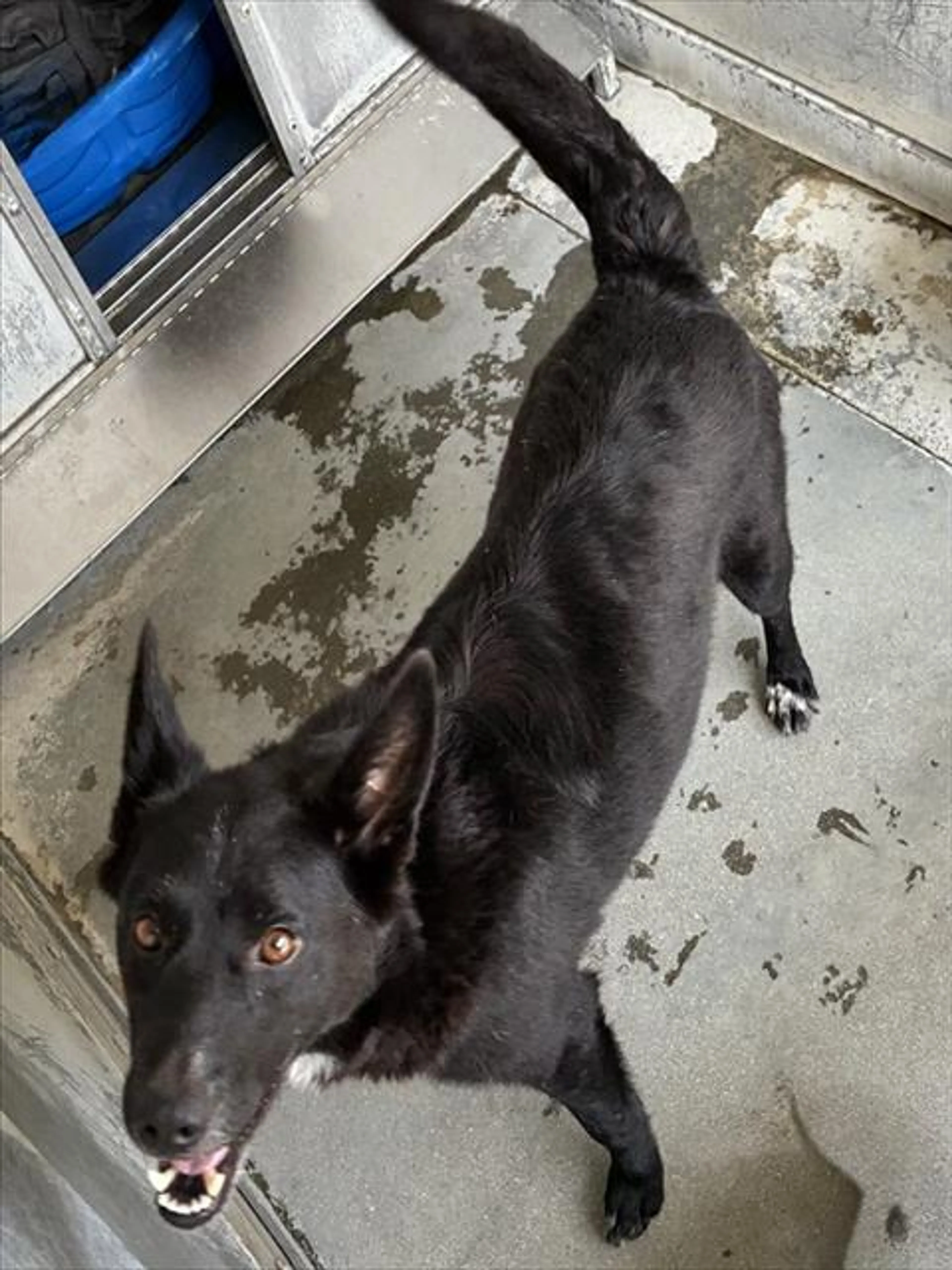 Found pet