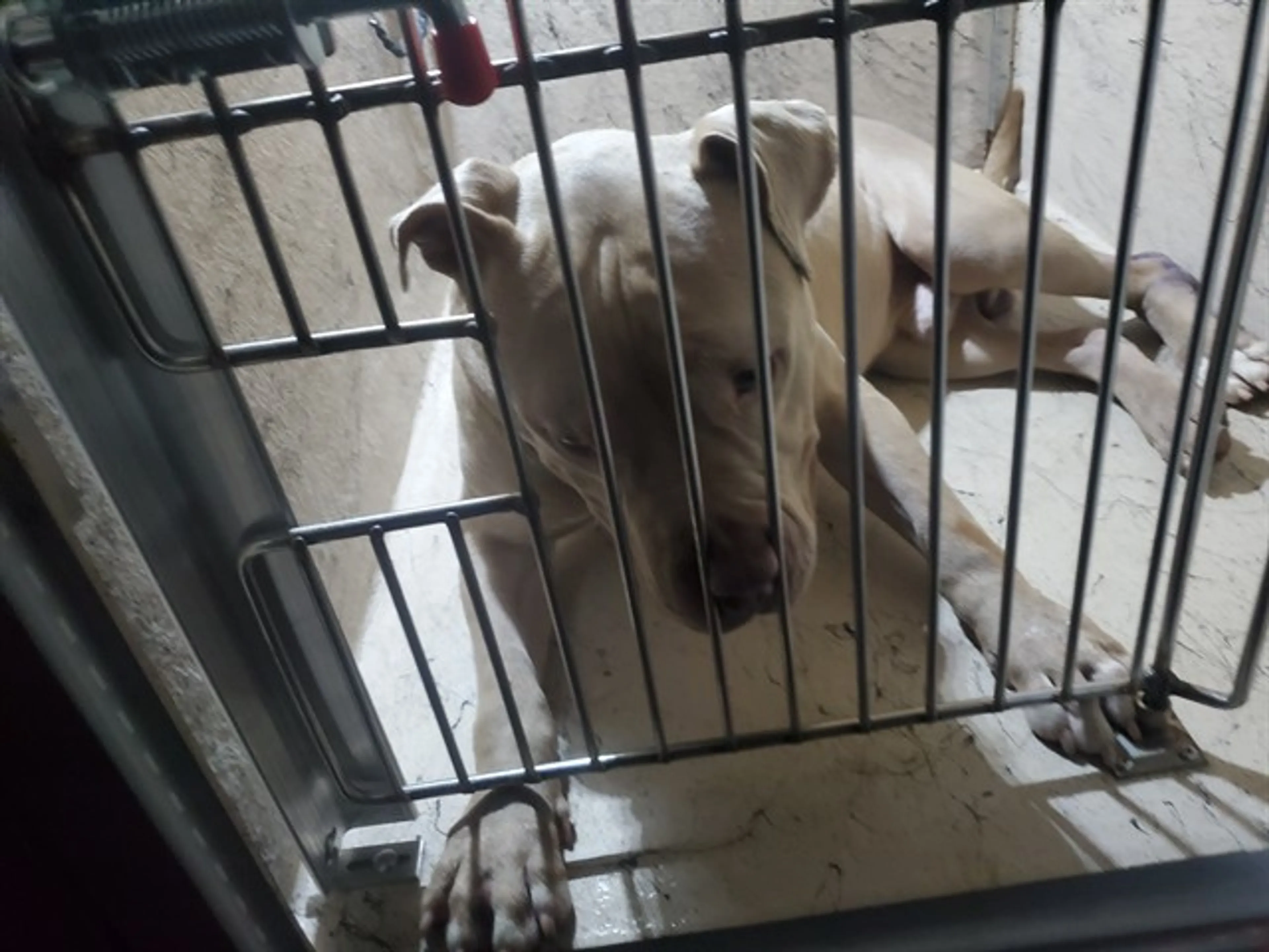 Found pet