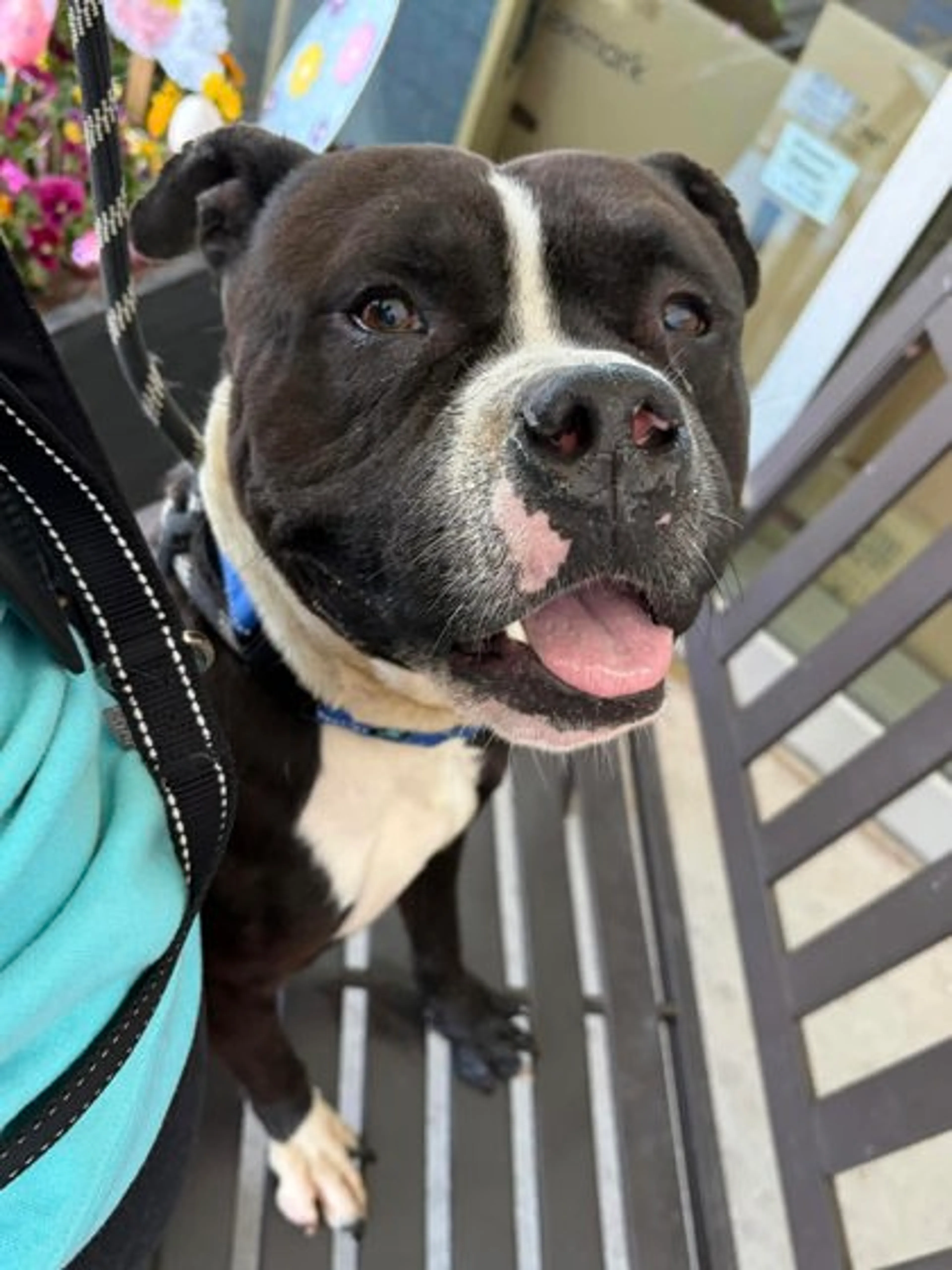 Found pet-1