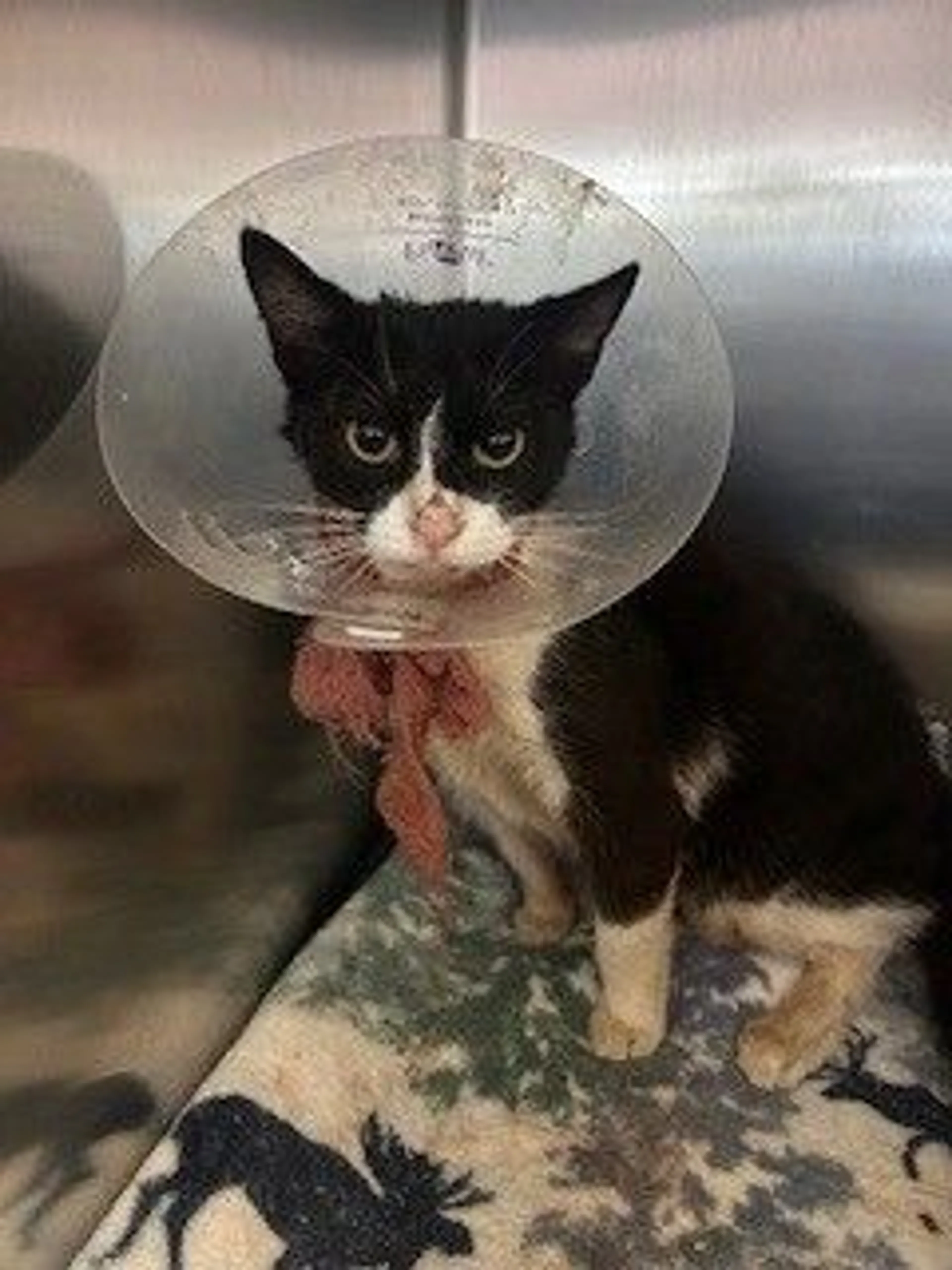 Found pet