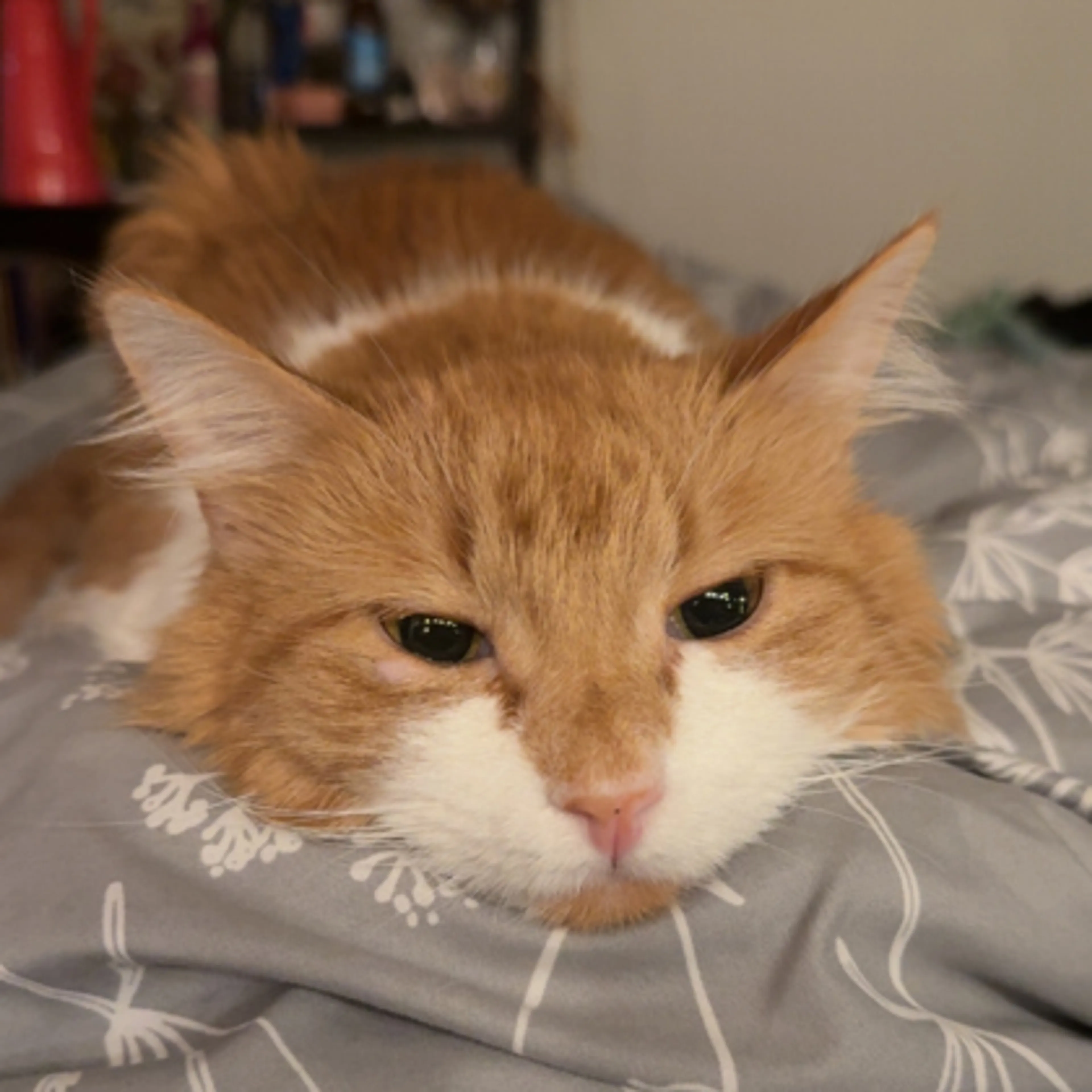 Found pet-0