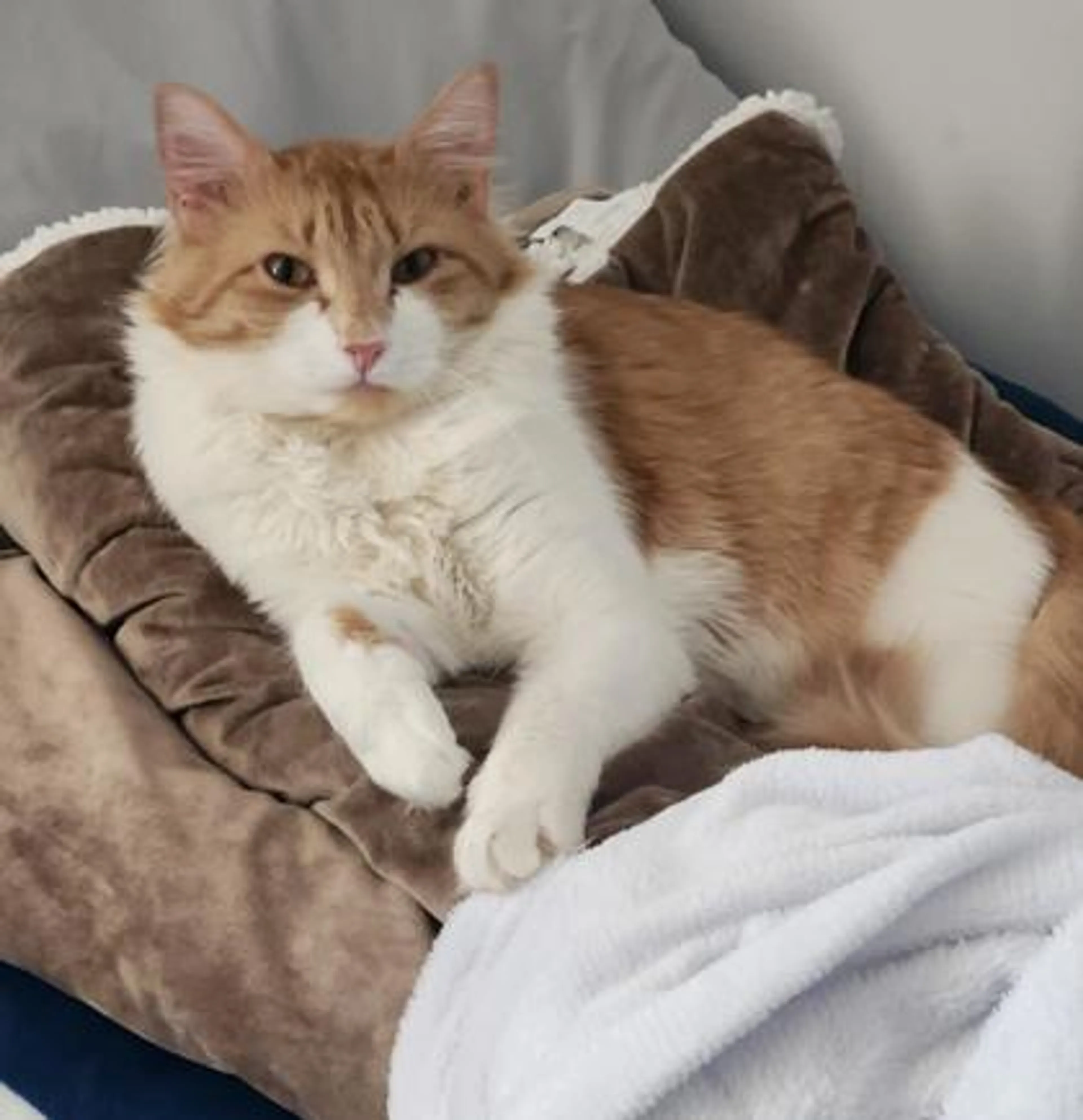 Found pet-1