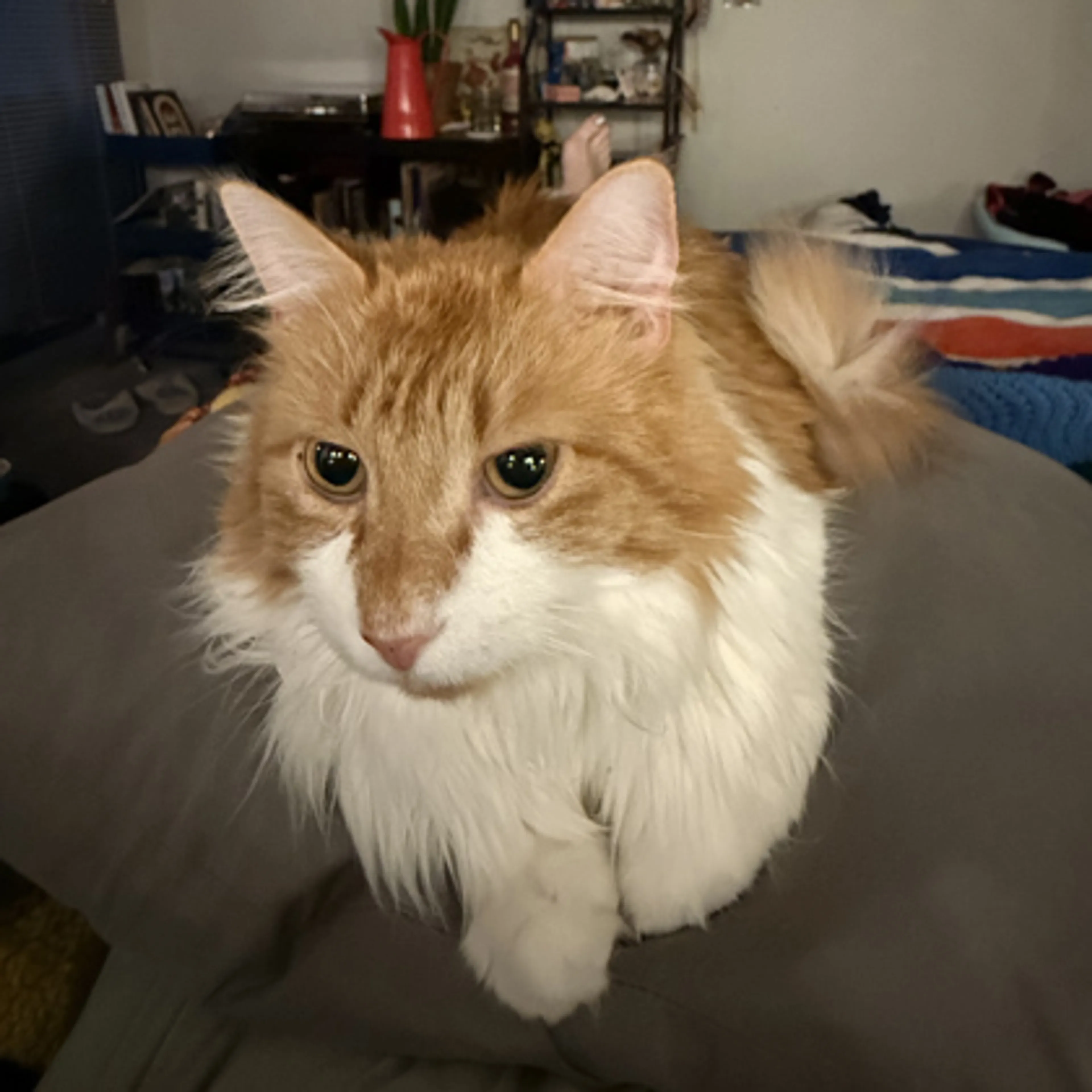 Found pet-2