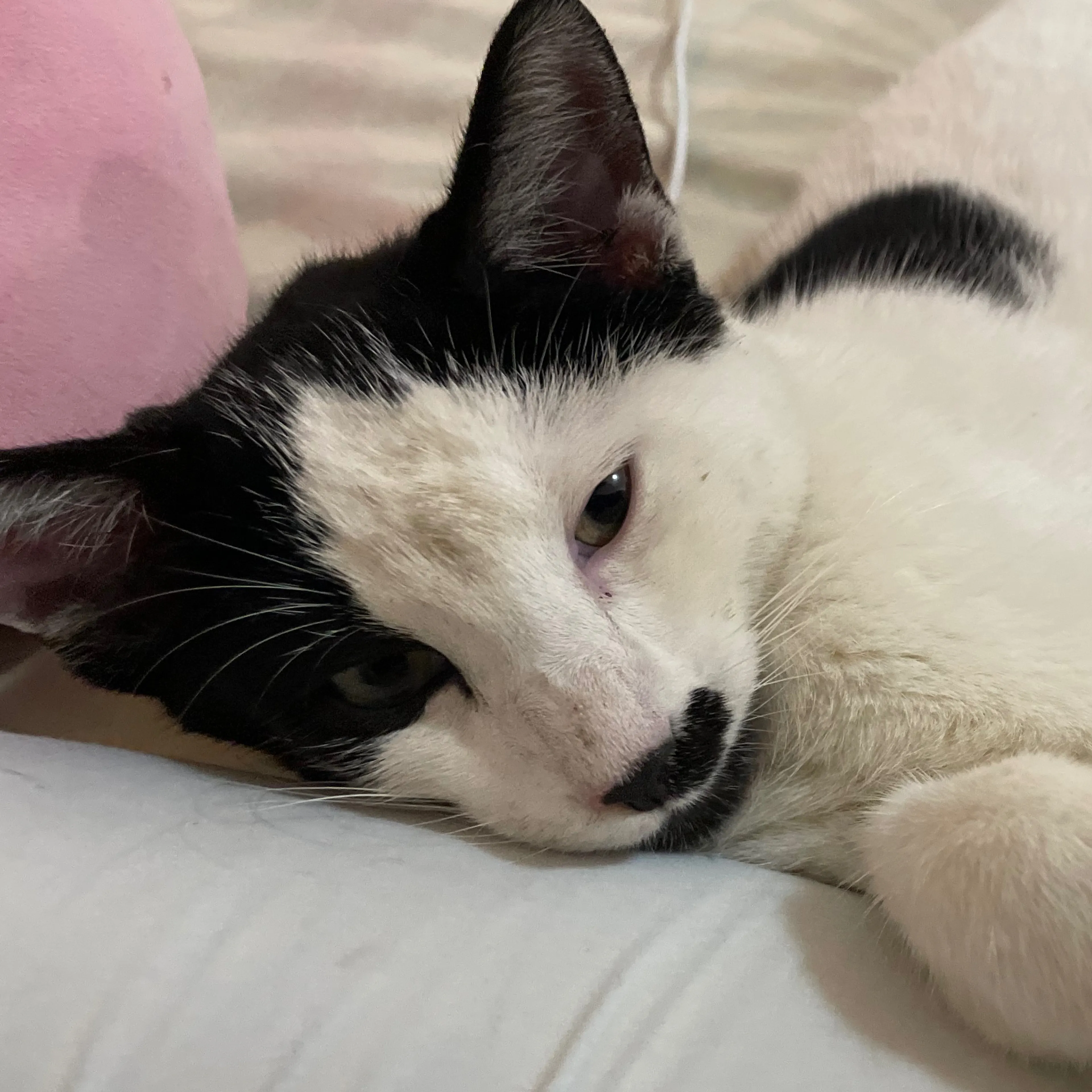 Lost pet-0