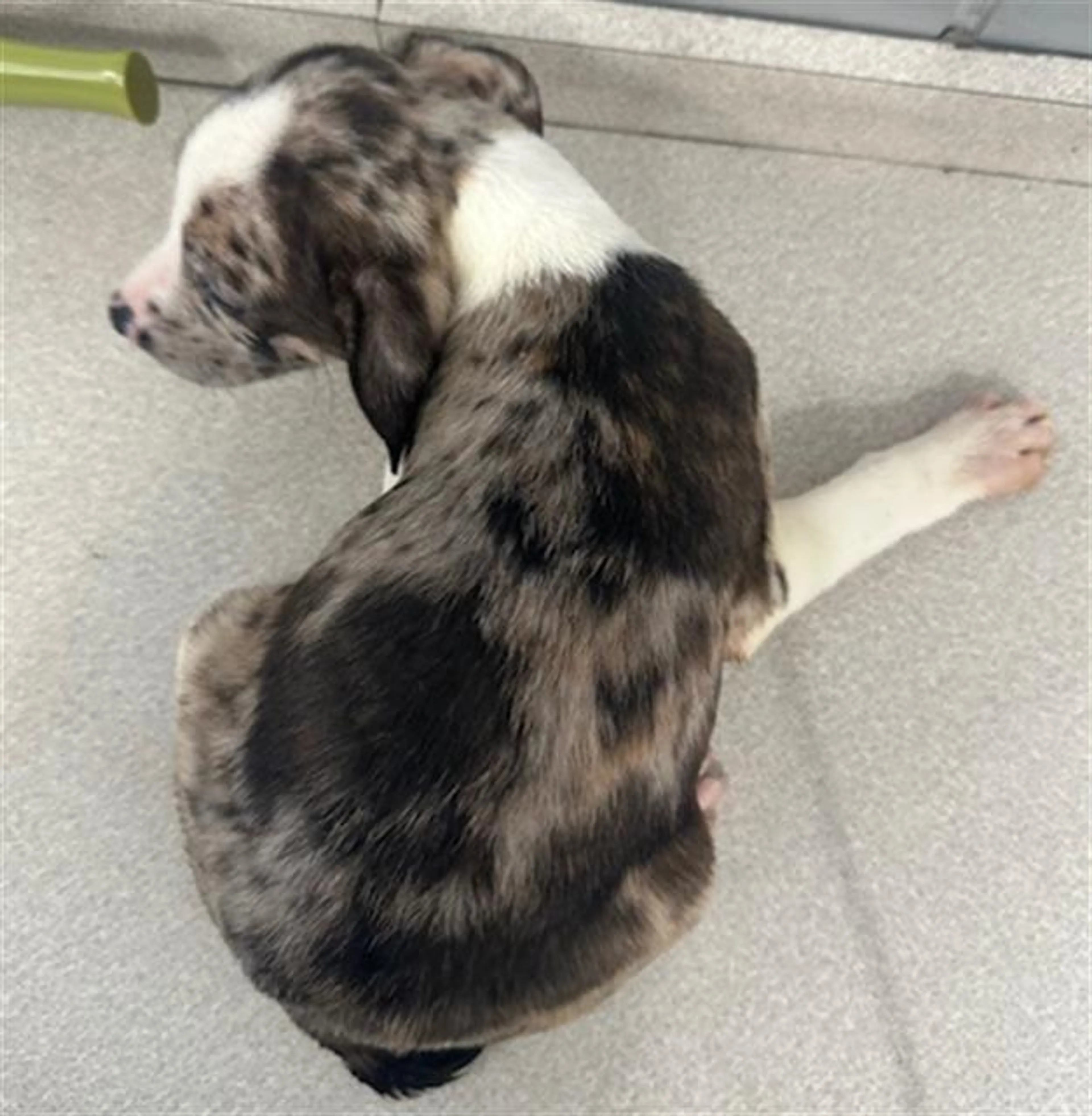 Found pet