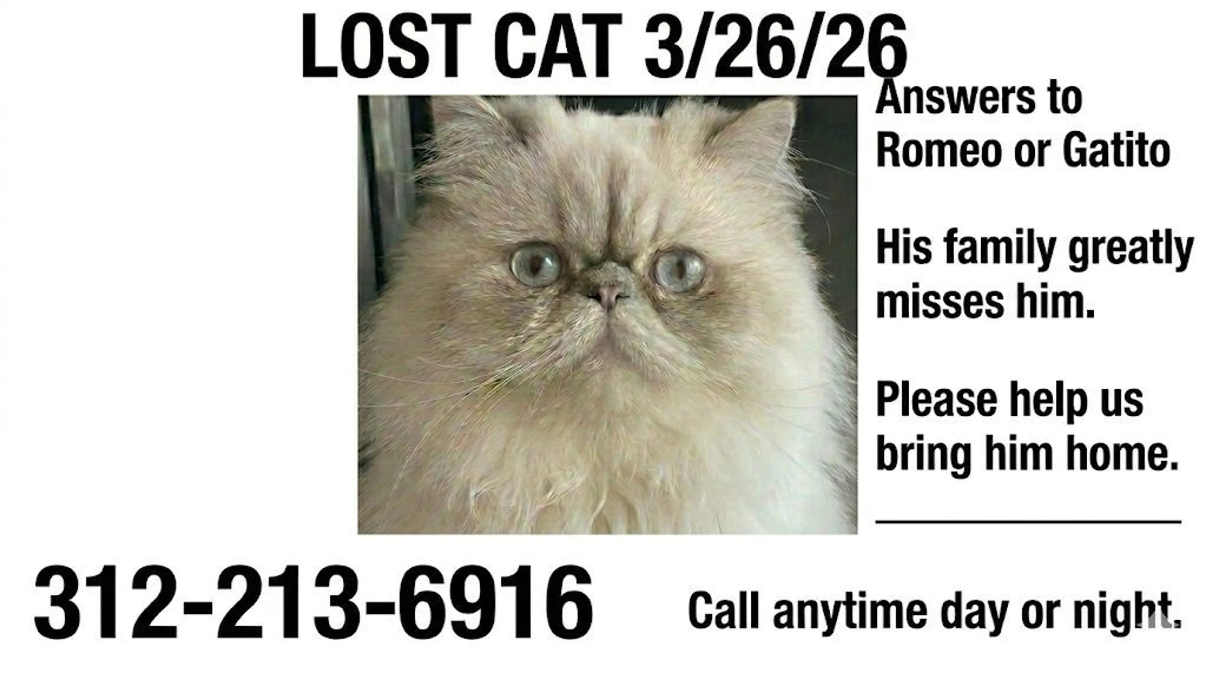 Lost pet