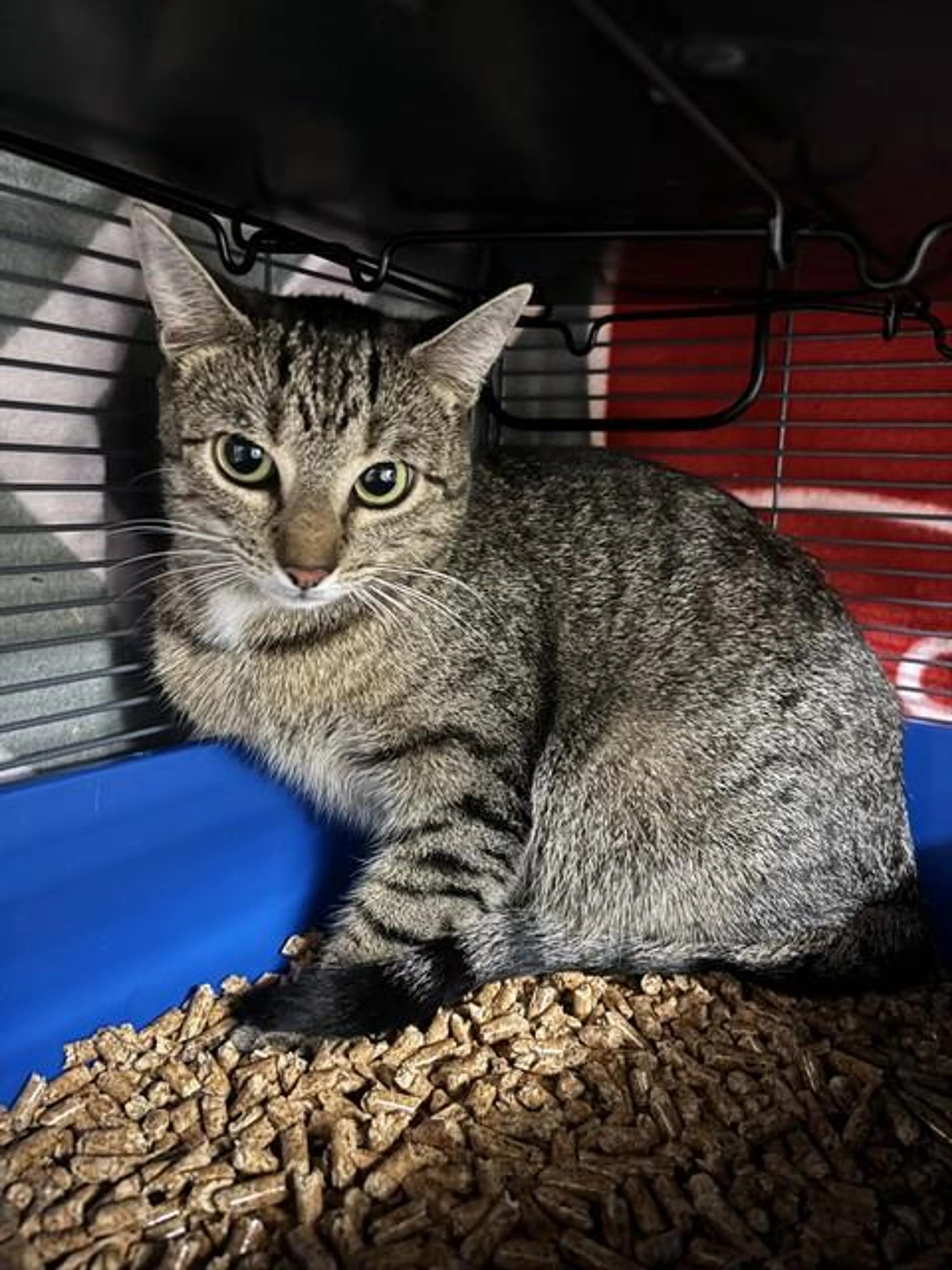 Found pet