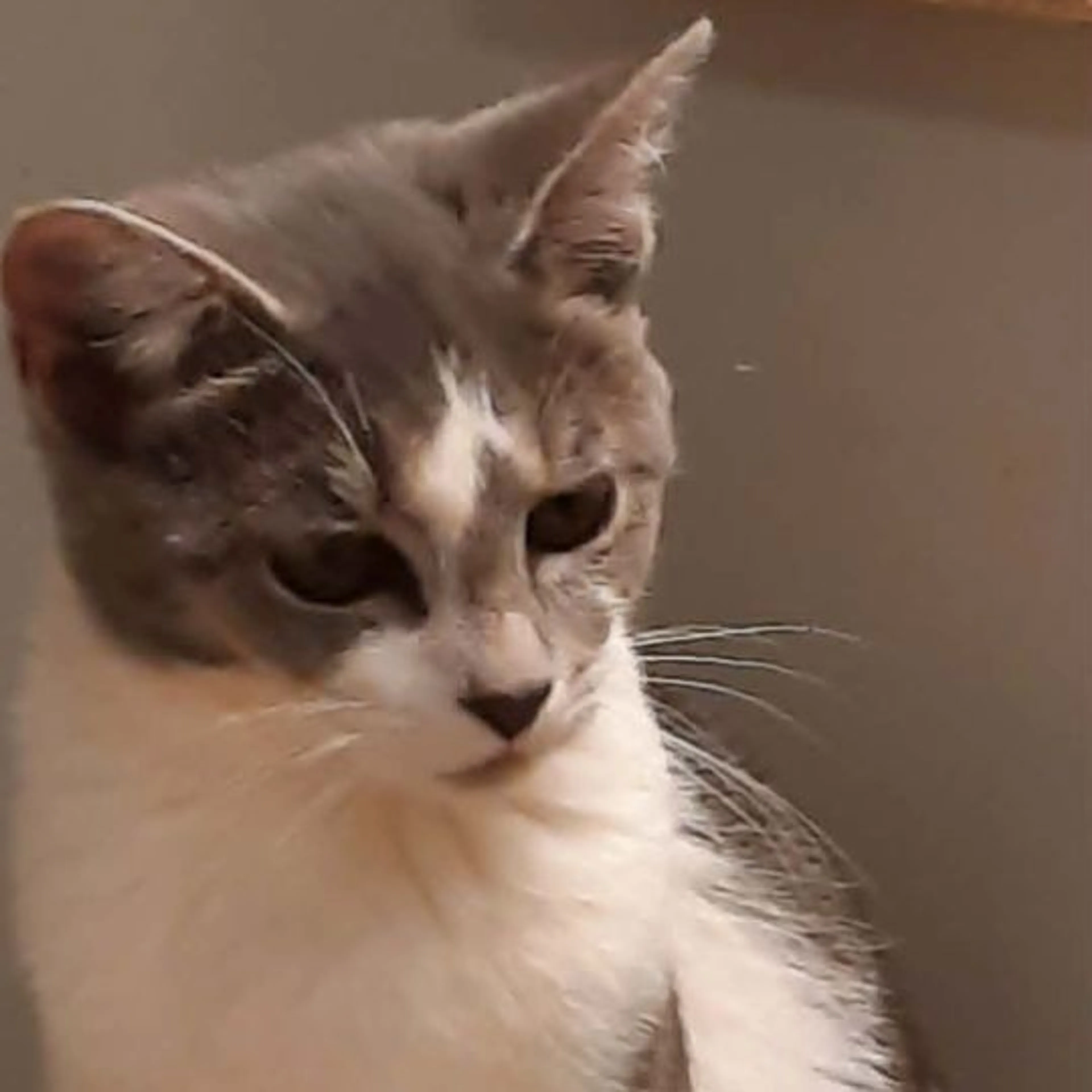 Lost pet