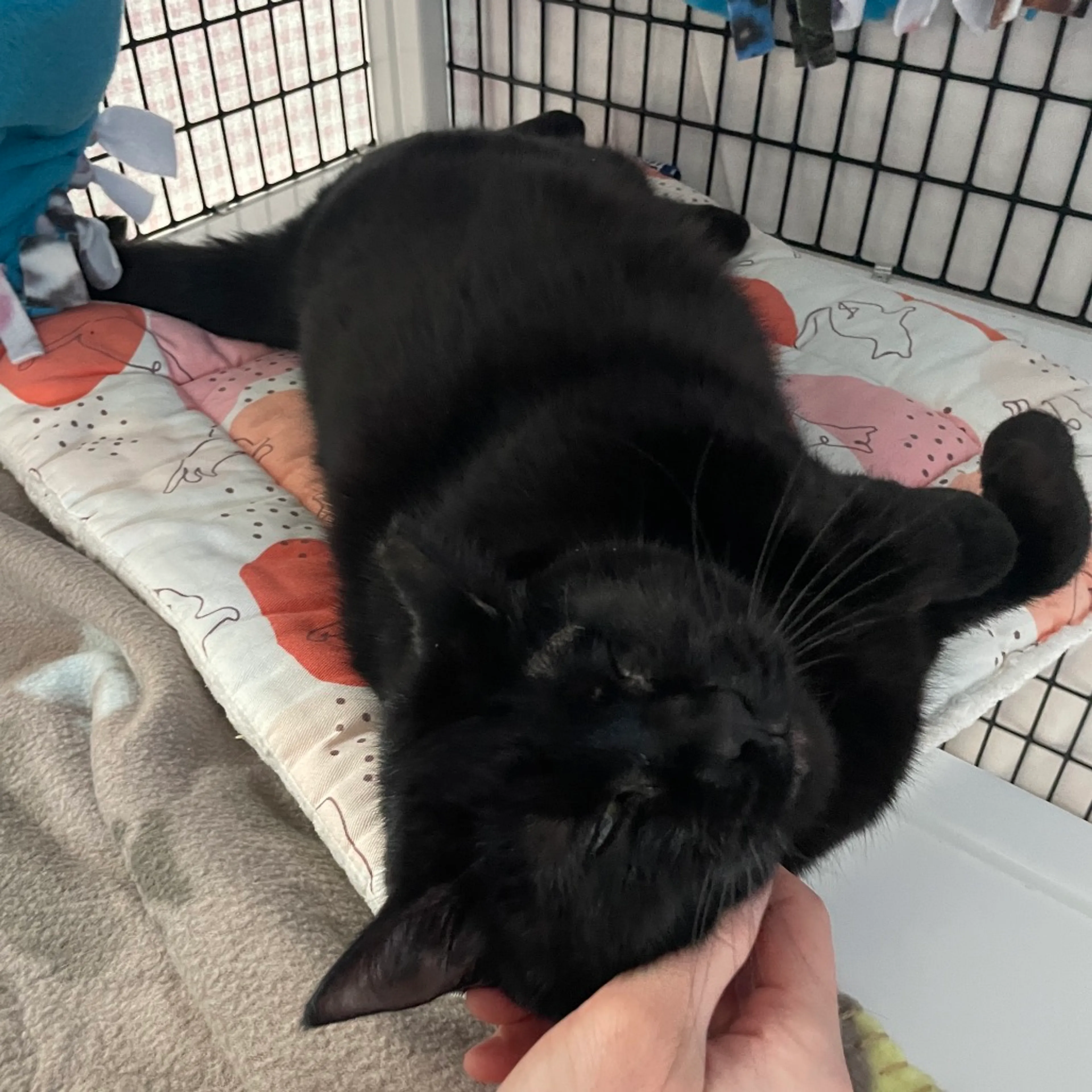 Found pet-1