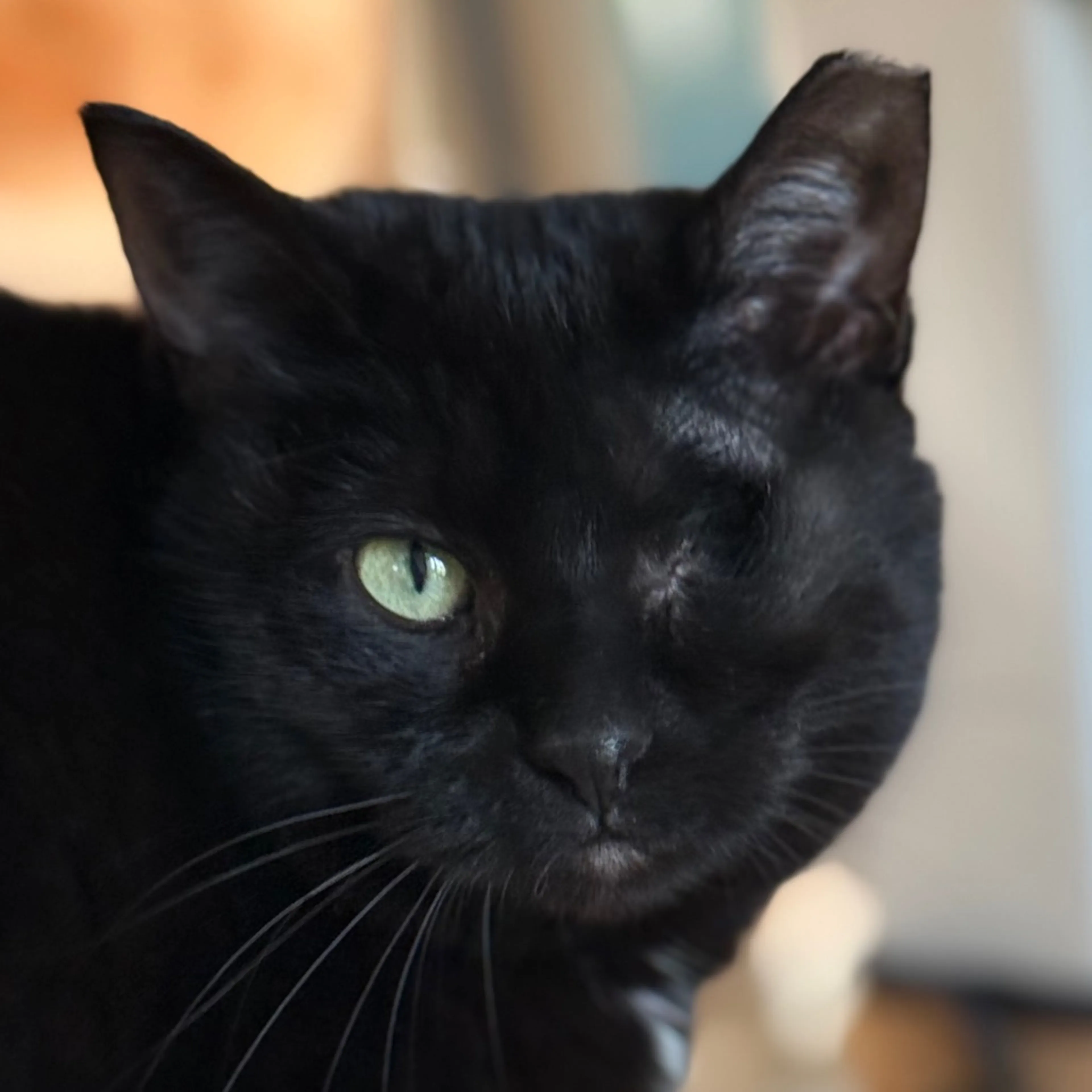 Found pet-0