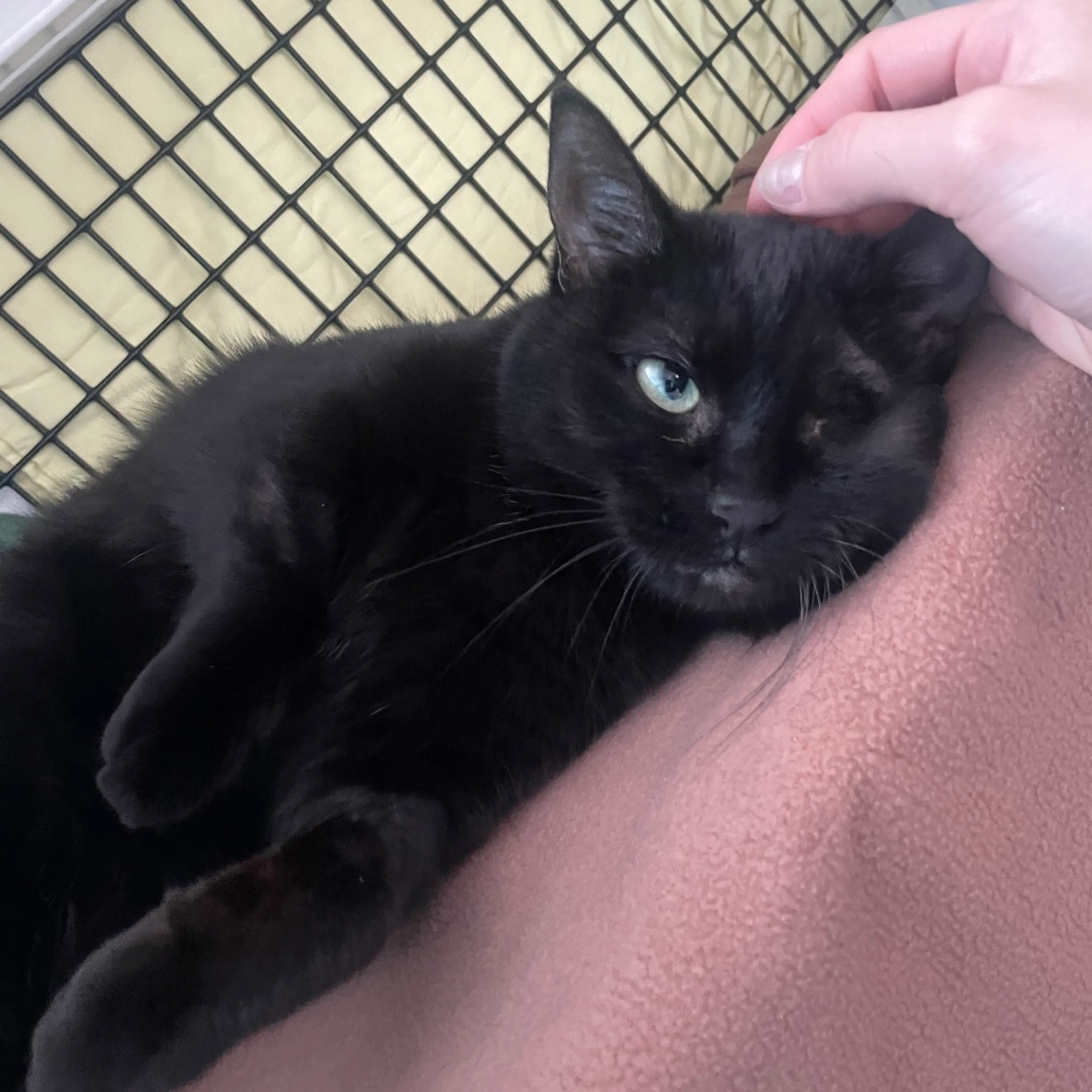 Found pet-2