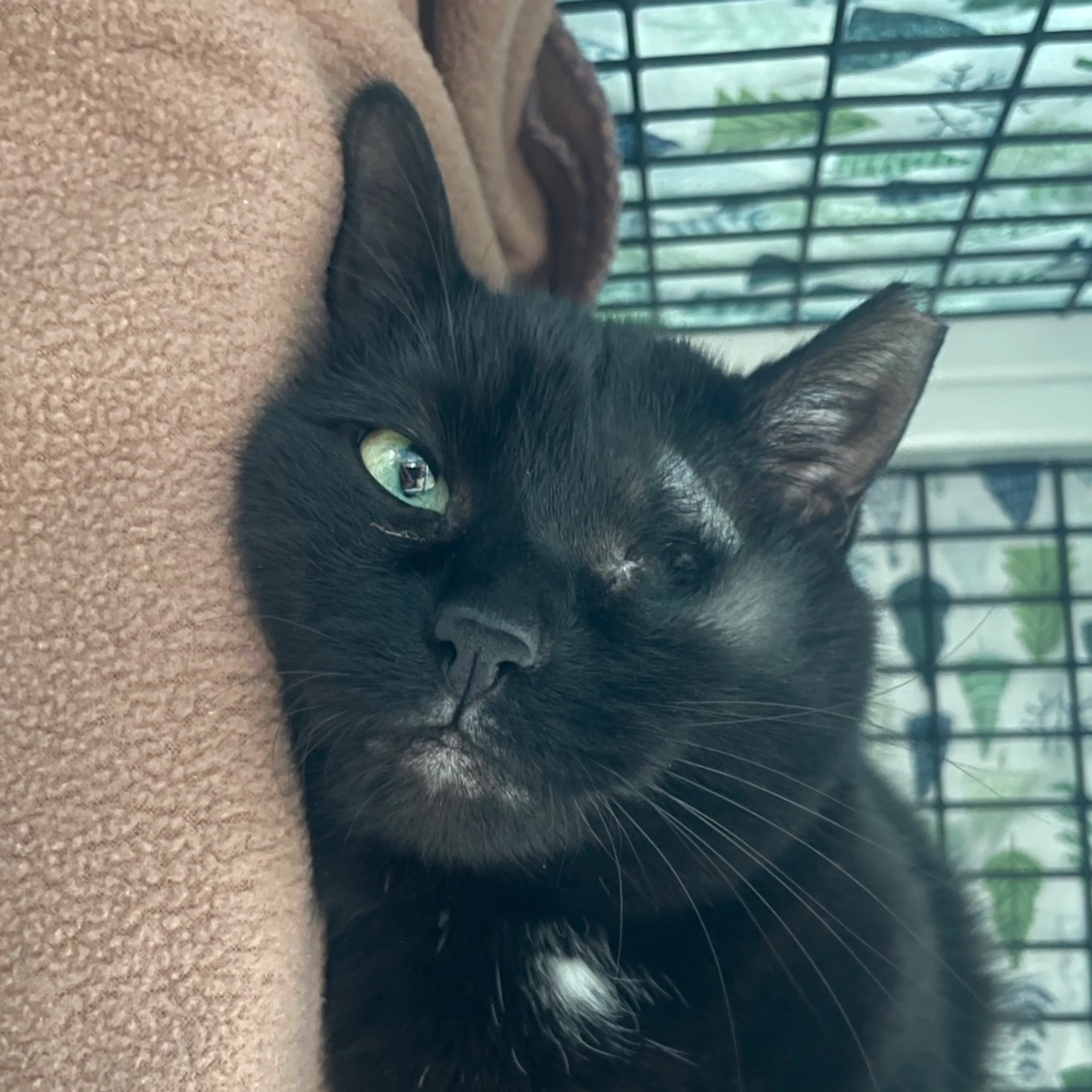 Found pet-1